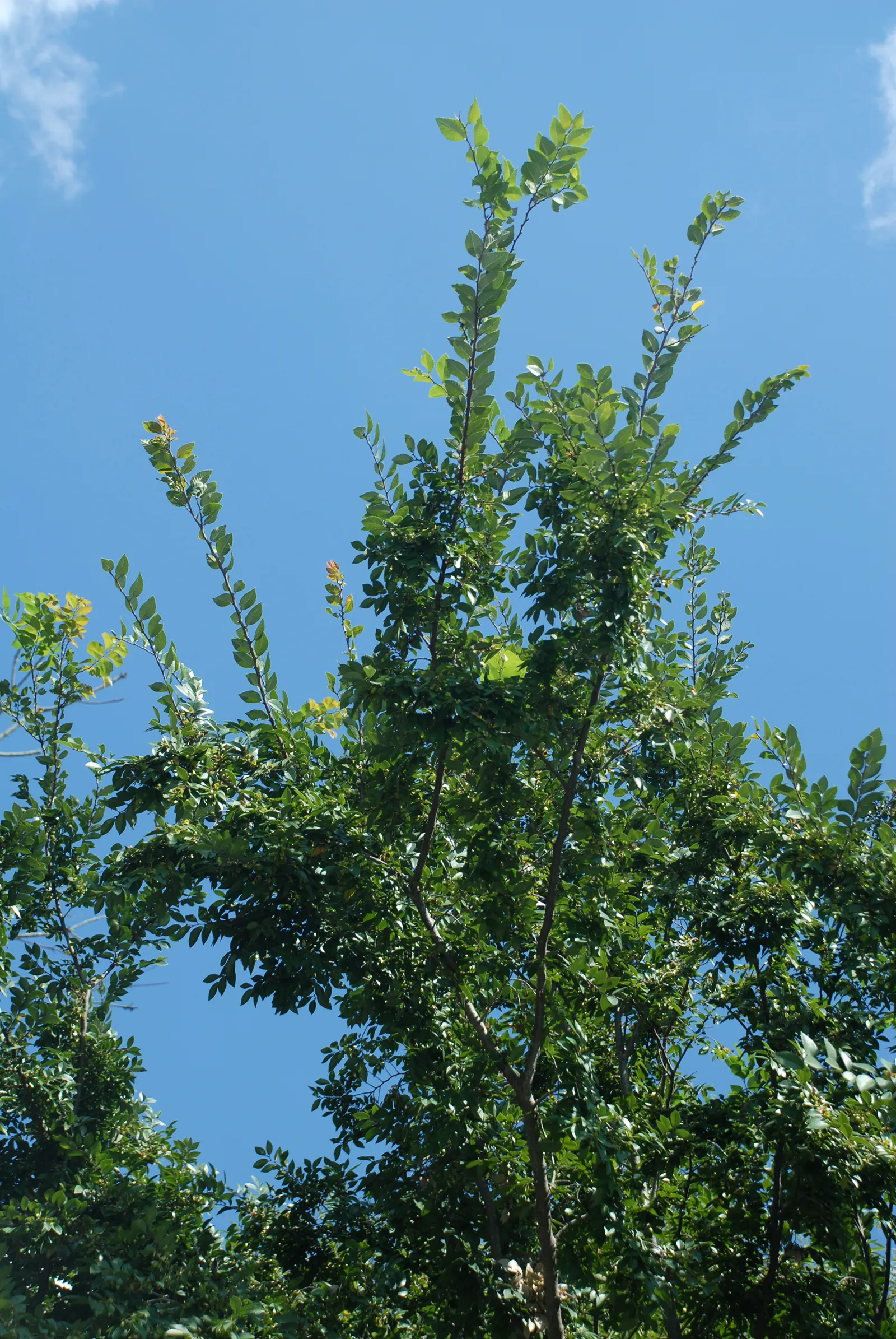 Chinese Elm (Ulmus Parvifolia) — Its leaves are small, under 3 inches long, and turn a delightful mix of red, purple, and yellow in fall; provided, image 63
