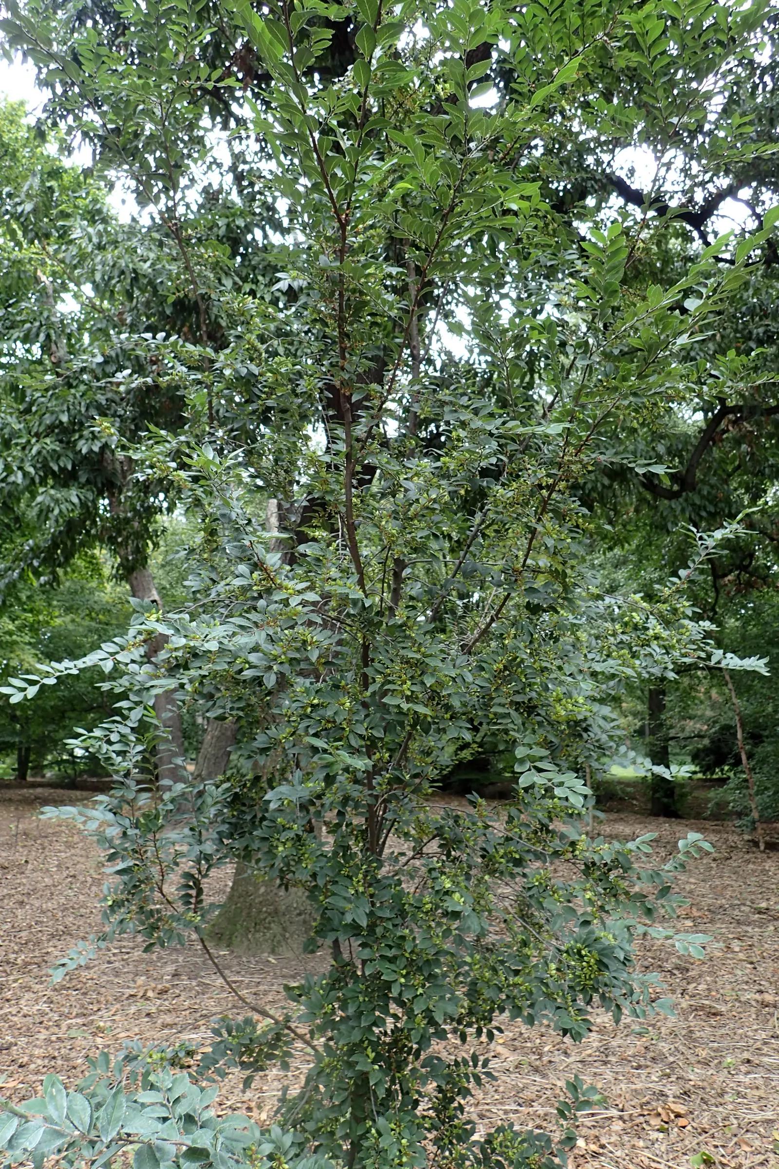 Chinese Elm (Ulmus Parvifolia) — rounded canopy extending approximately 25 to 40 feet wide; and they exhibit a delightfully yellow to, image 71