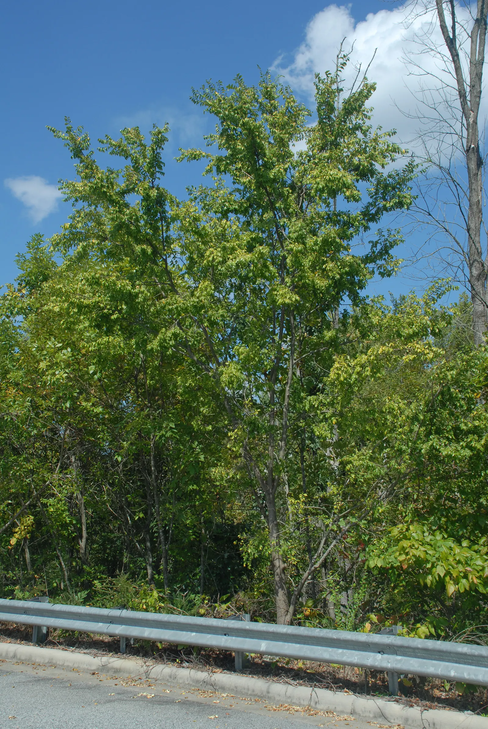 Chinese Elm (Ulmus Parvifolia) — Maturing at around 40-50 feet high with a spread of 25-40 feet, it presents a rounded canopy; rounded canopy extending