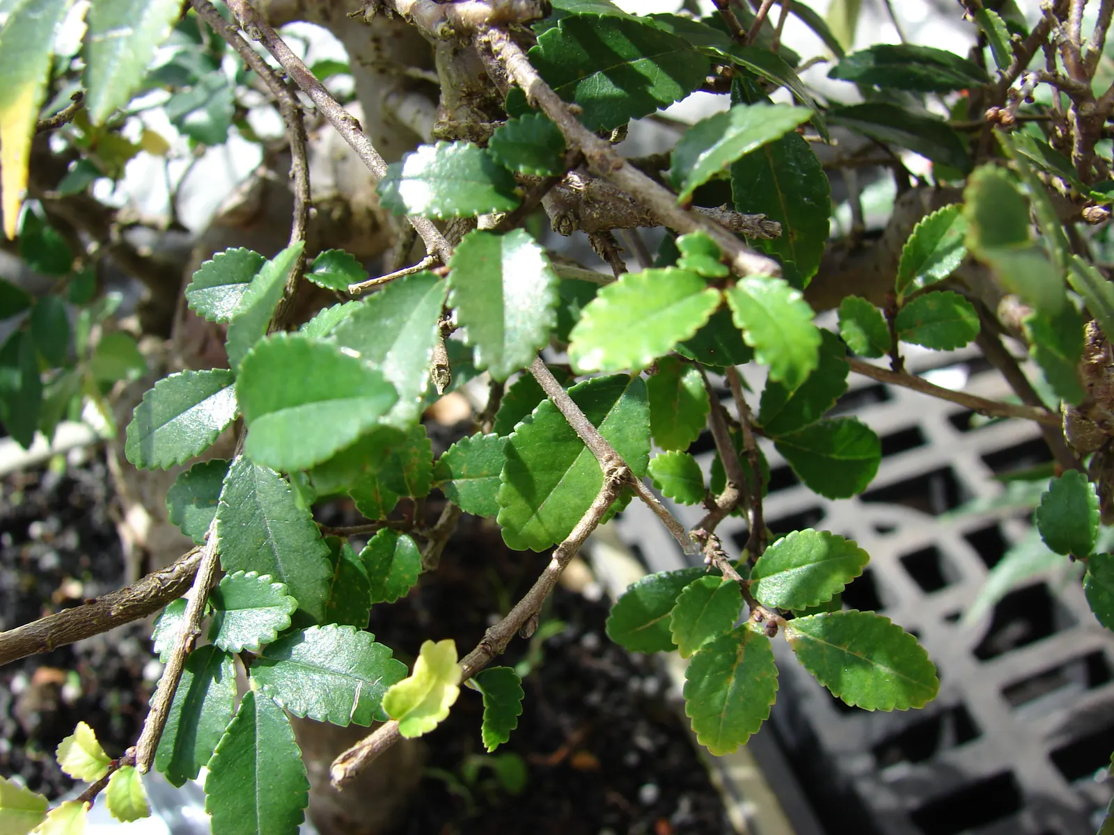 Chinese Elm (Ulmus Parvifolia) — Hardy in zones 5-9, this drought-resistant elm is ideal for urban environments, offering year-round interest