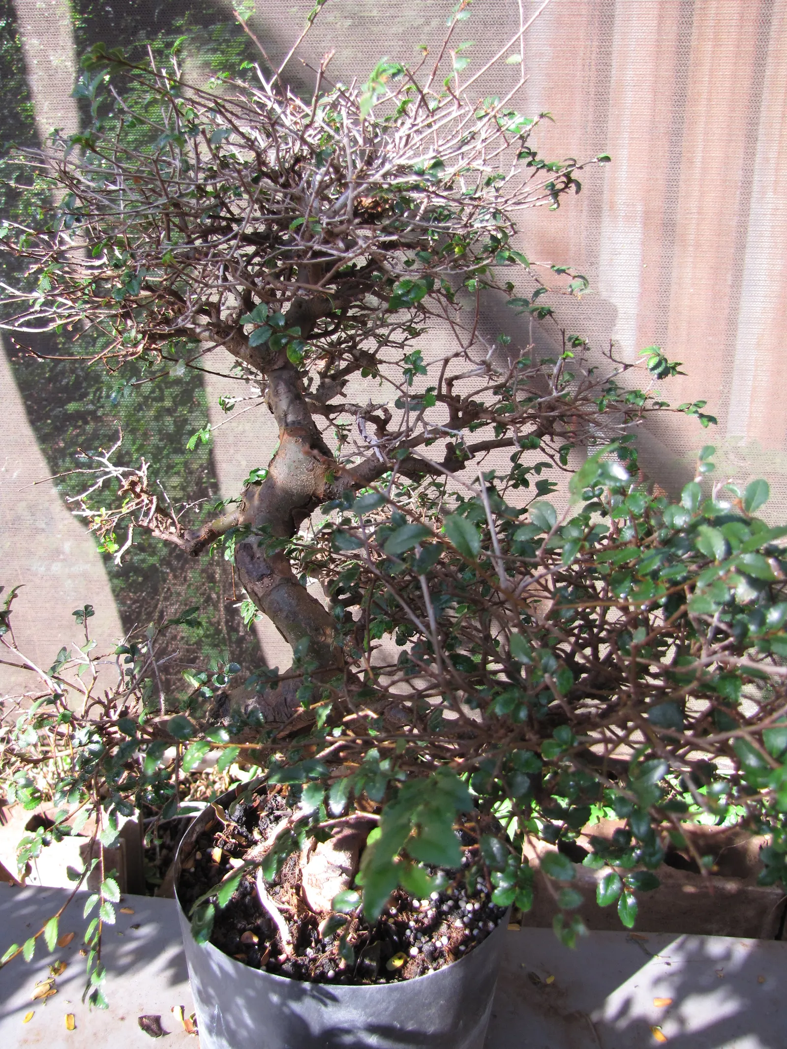 Chinese Elm (Ulmus Parvifolia) — provided the area has good drainage; its leaves are small, under 3 inches long, and turn a delightful mix of red, image 78