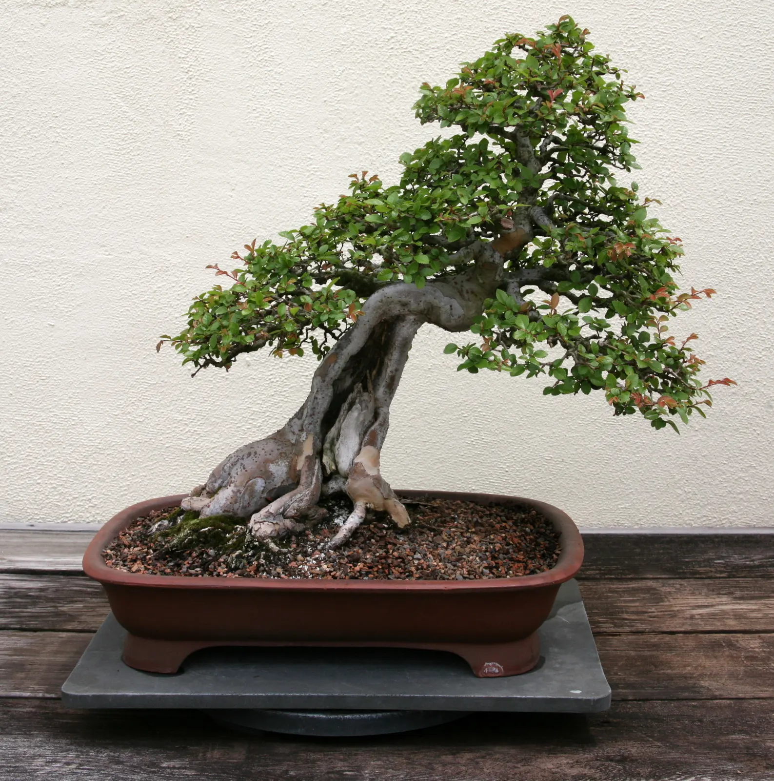 Chinese Elm (Ulmus Parvifolia) — though consistent watering can promote healthier growth; it prefers full sun to partial shade and can grow in a range of soil