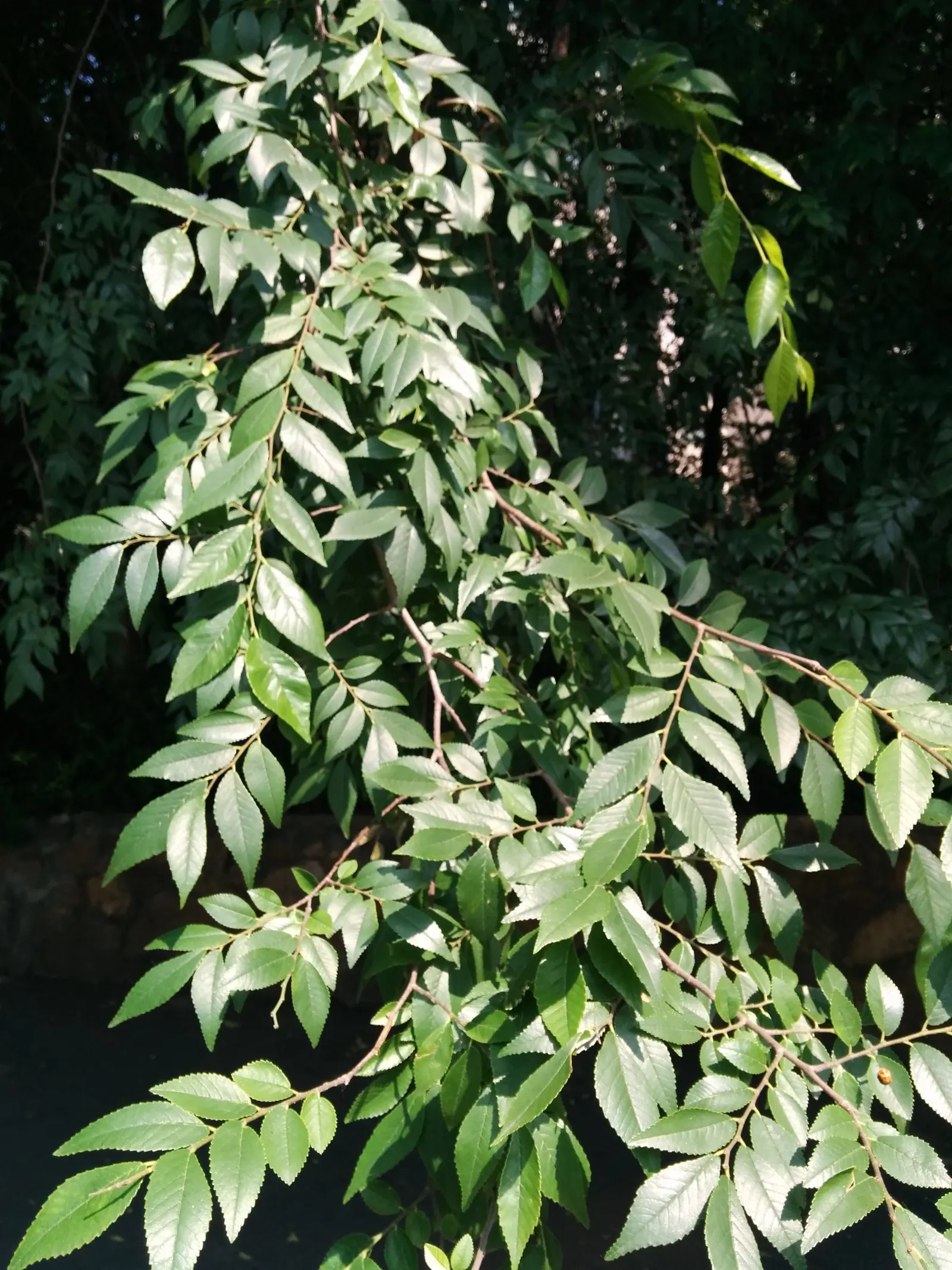 Chinese Elm (Ulmus Parvifolia) — proves beneficial for those seeking swift canopy development; mottled bark that exfoliates with age