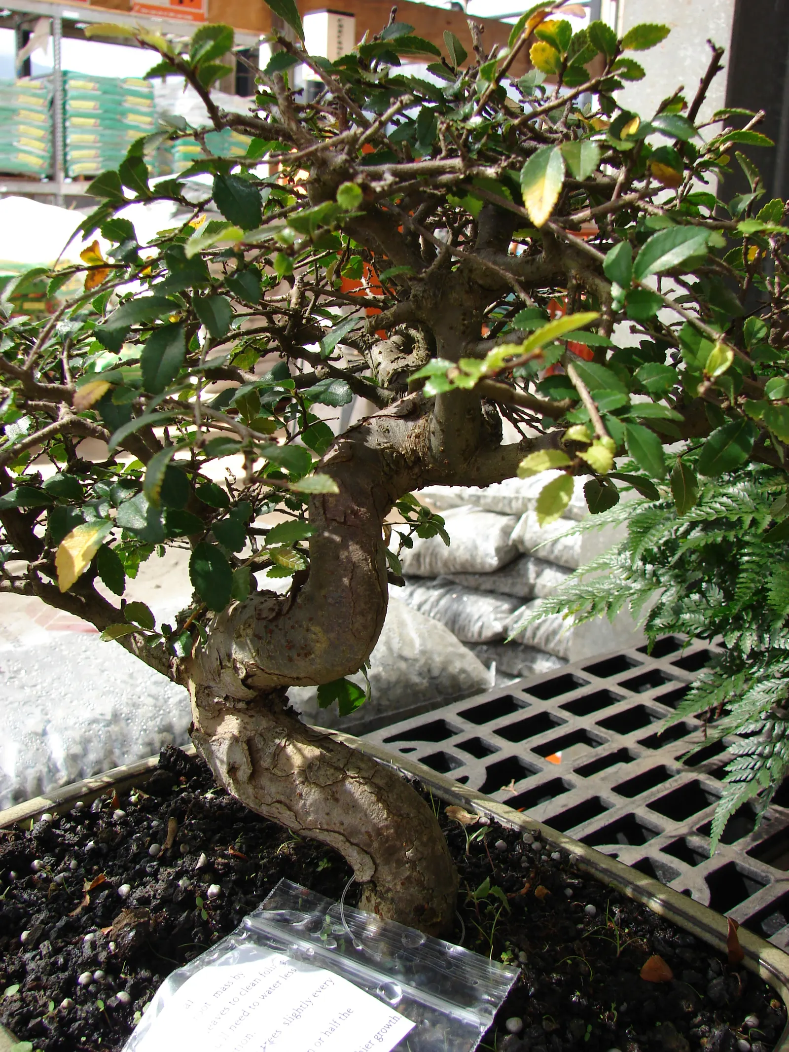 Chinese Elm (Ulmus Parvifolia) — scientifically known as Ulmus parvifolia; maturing at around 40-50 feet high with a spread of 25-40 feet, it, image 65