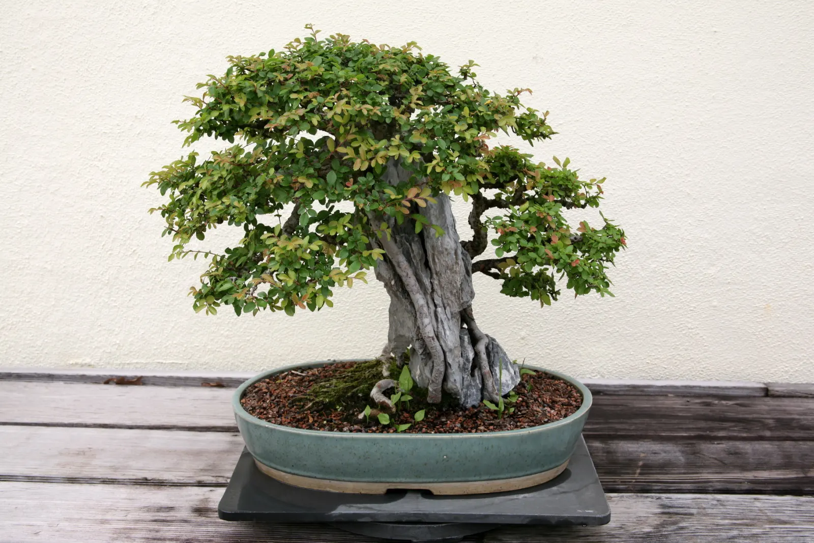Chinese Elm (Ulmus Parvifolia) — leathery leaves are a deep
