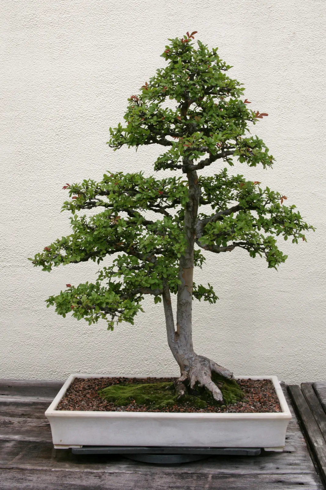 Chinese Elm (Ulmus Parvifolia) — <br><br>Its rapid growth rate