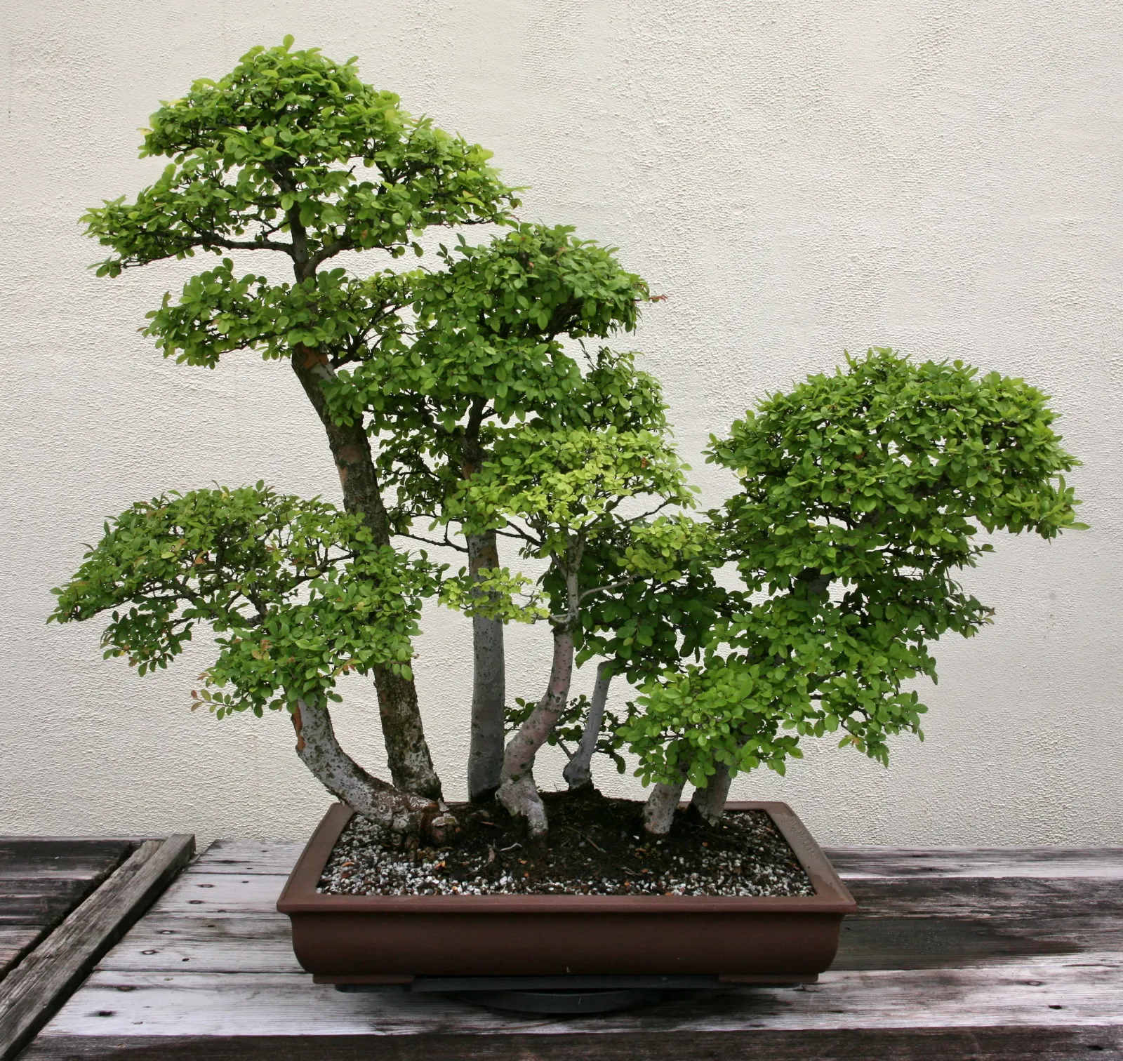 Chinese Elm (Ulmus Parvifolia) — It is highly praised for its attractive; making it rather adaptable to a variety of climates, image 67