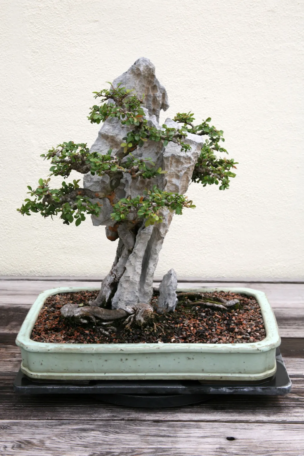 Chinese Elm (Ulmus Parvifolia) — Pruning during dormancy helps maintain its shape and encourages robust health