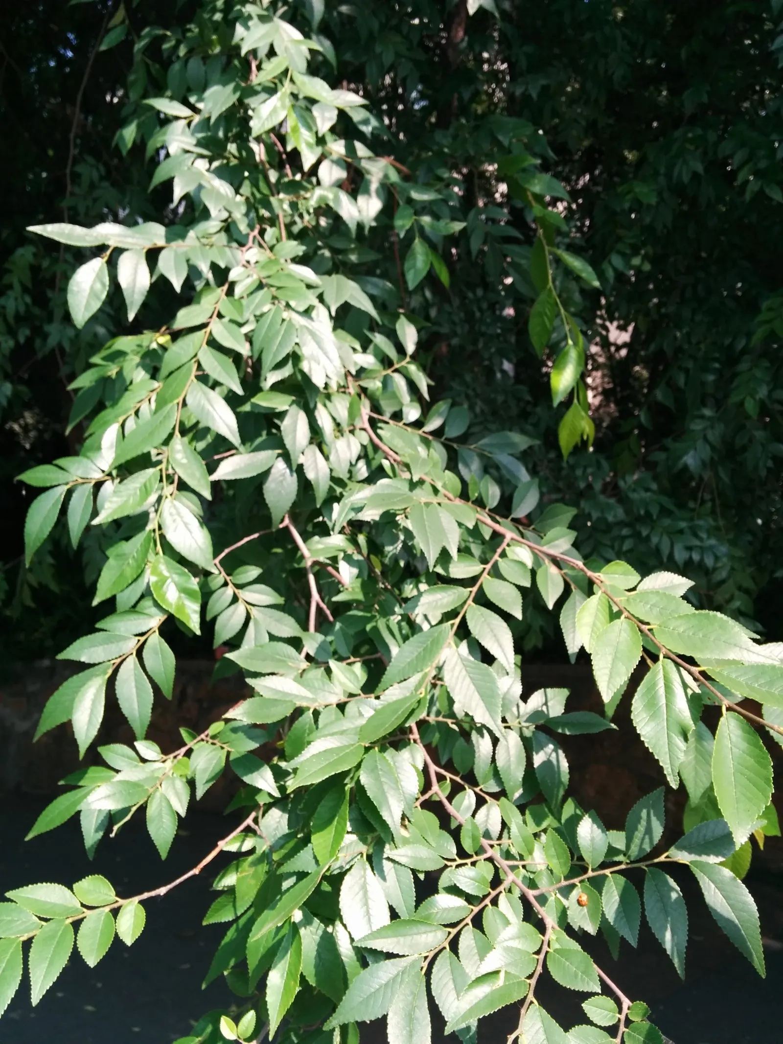 Chinese Elm (Ulmus Parvifolia) — Pruning during dormancy helps maintain its shape and encourages robust health; tree with green and yellow blooms