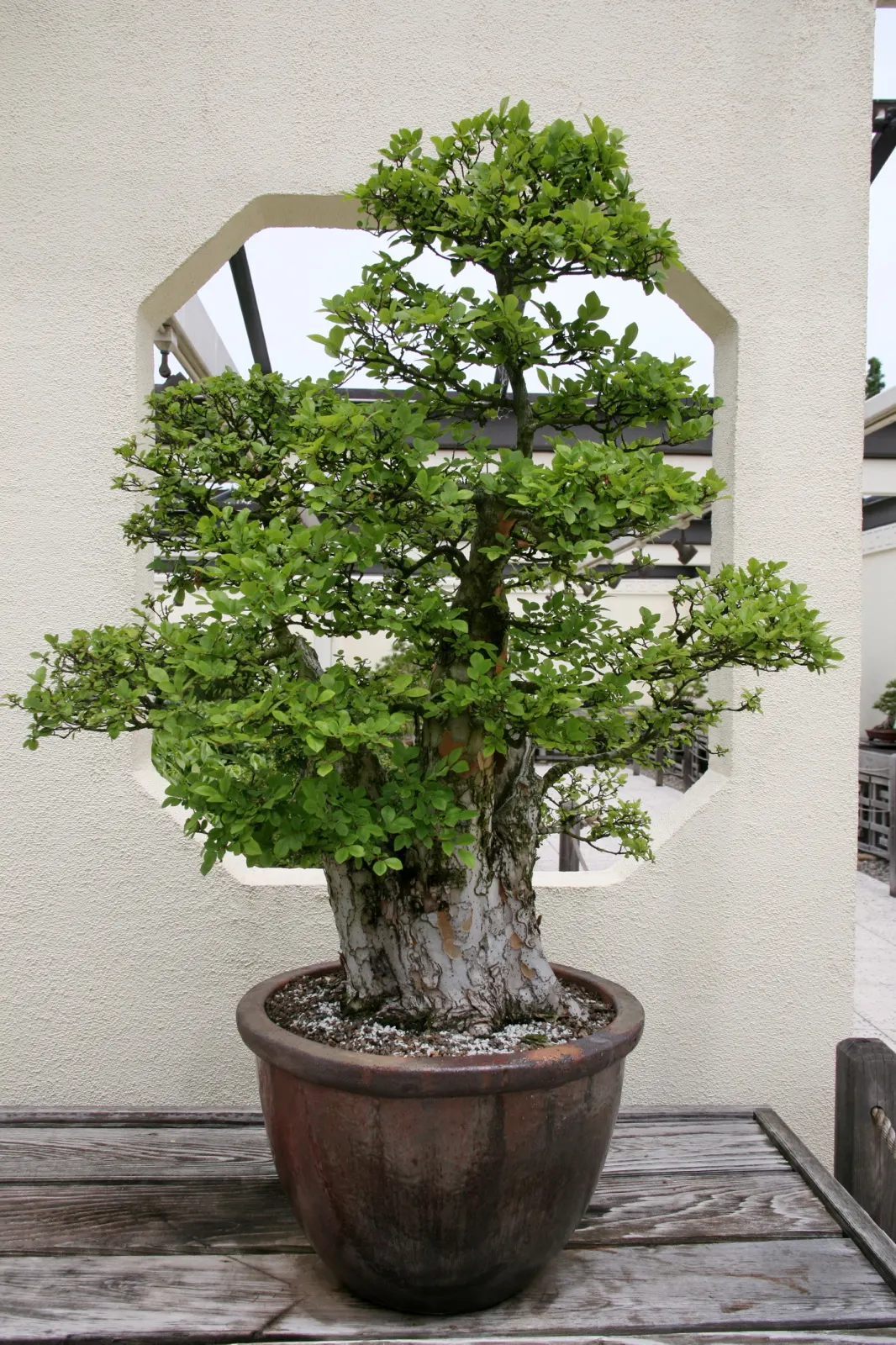 Chinese Elm (Ulmus Parvifolia) — It is highly praised for its attractive; making it rather adaptable to a variety of climates