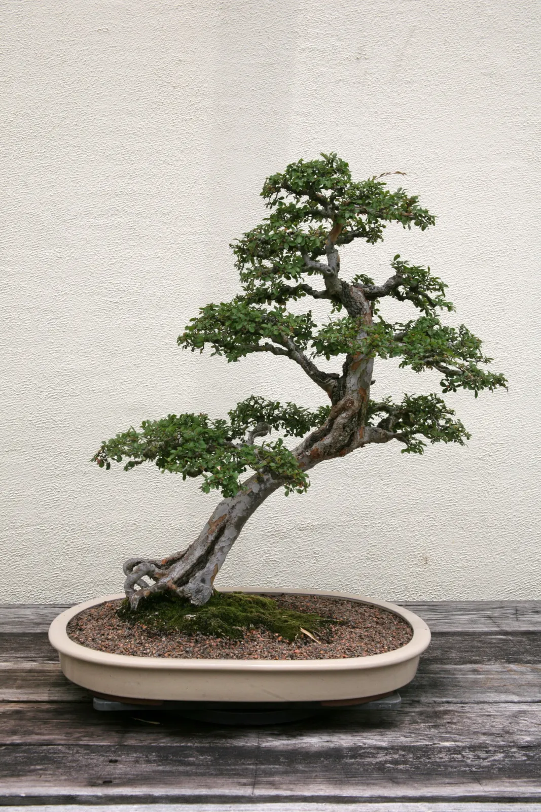 Chinese Elm (Ulmus Parvifolia) — Hardy in zones 5-9, this drought-resistant elm is ideal for urban environments, offering year-round interest; a critical point