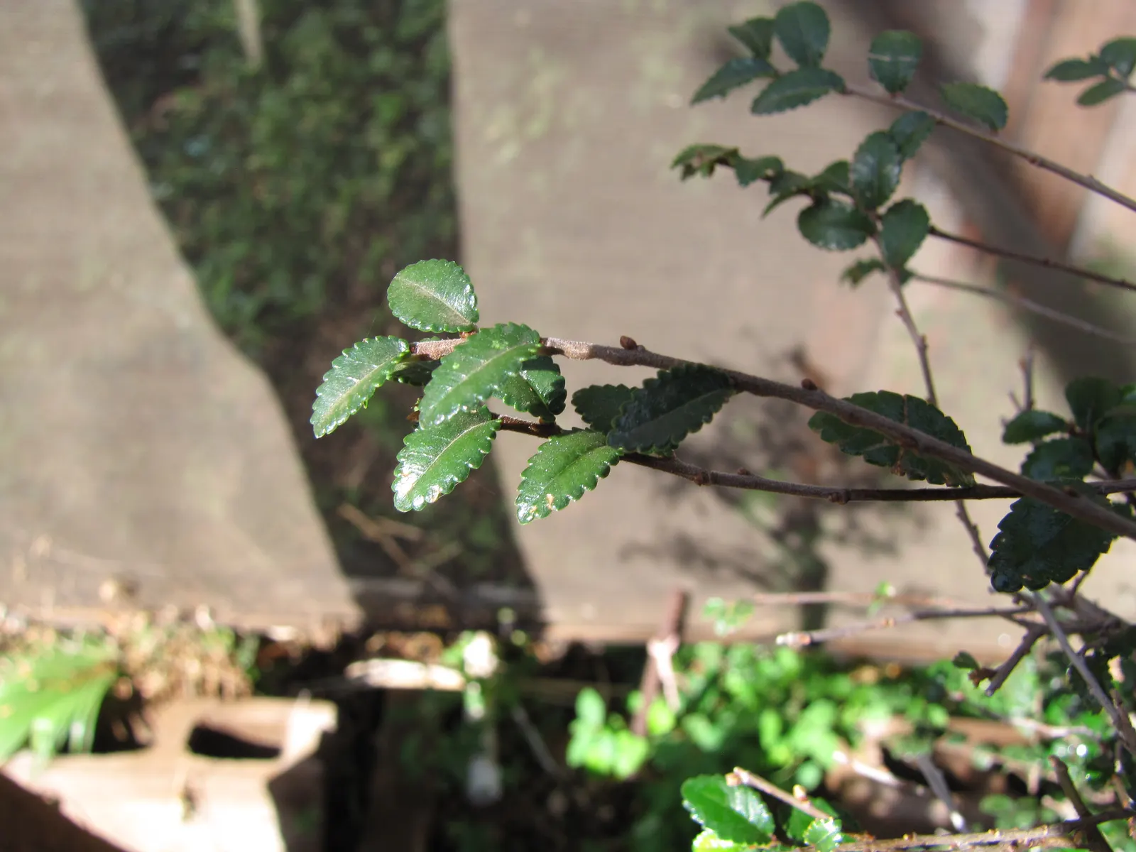 Chinese Elm (Ulmus Parvifolia) — This elm can reach a mature height between 40 to 50 feet; it is highly praised for its attractive, image 70