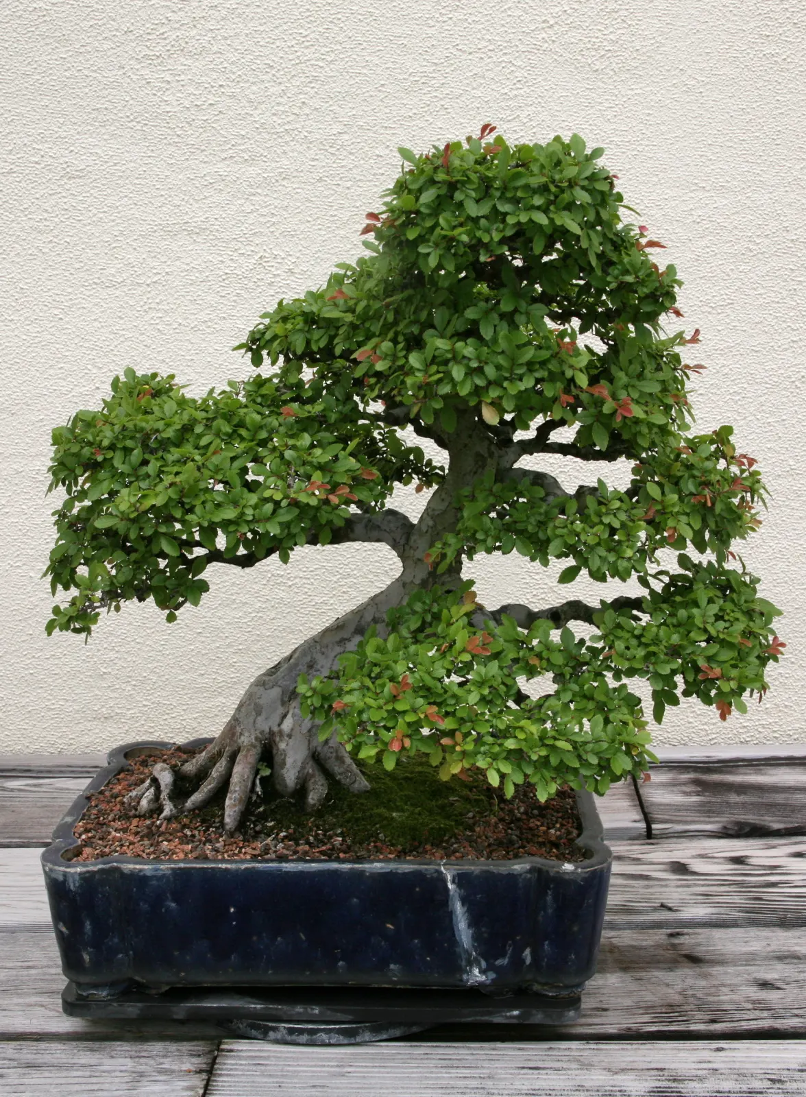 Chinese Elm (Ulmus Parvifolia) — it prefers full sun to partial shade and can grow in a range of soil types from acidic to alkaline; pruning during, image 77