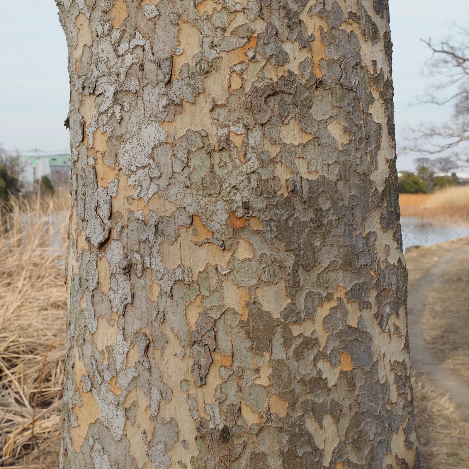 Chinese Elm (Ulmus Parvifolia) — revealing a tapestry of gray