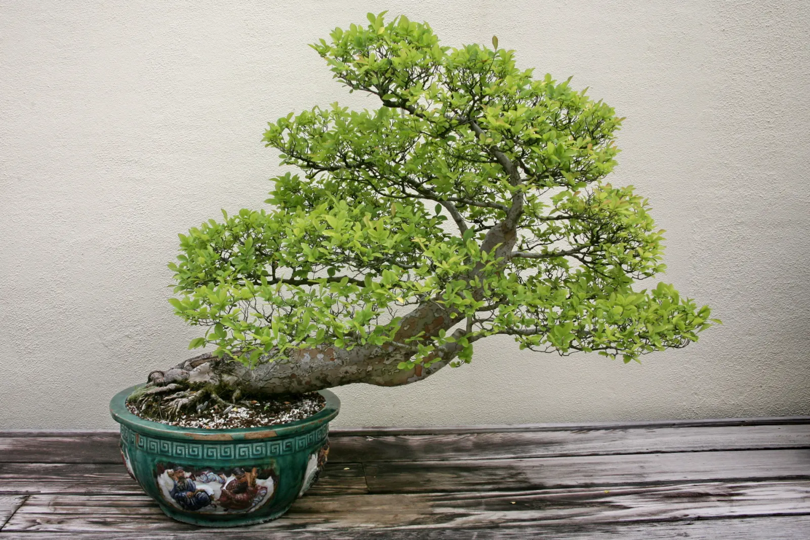 Chinese Elm (Ulmus Parvifolia) — making it rather adaptable to a variety of climates; moderate drought tolerance is a hallmark of this species