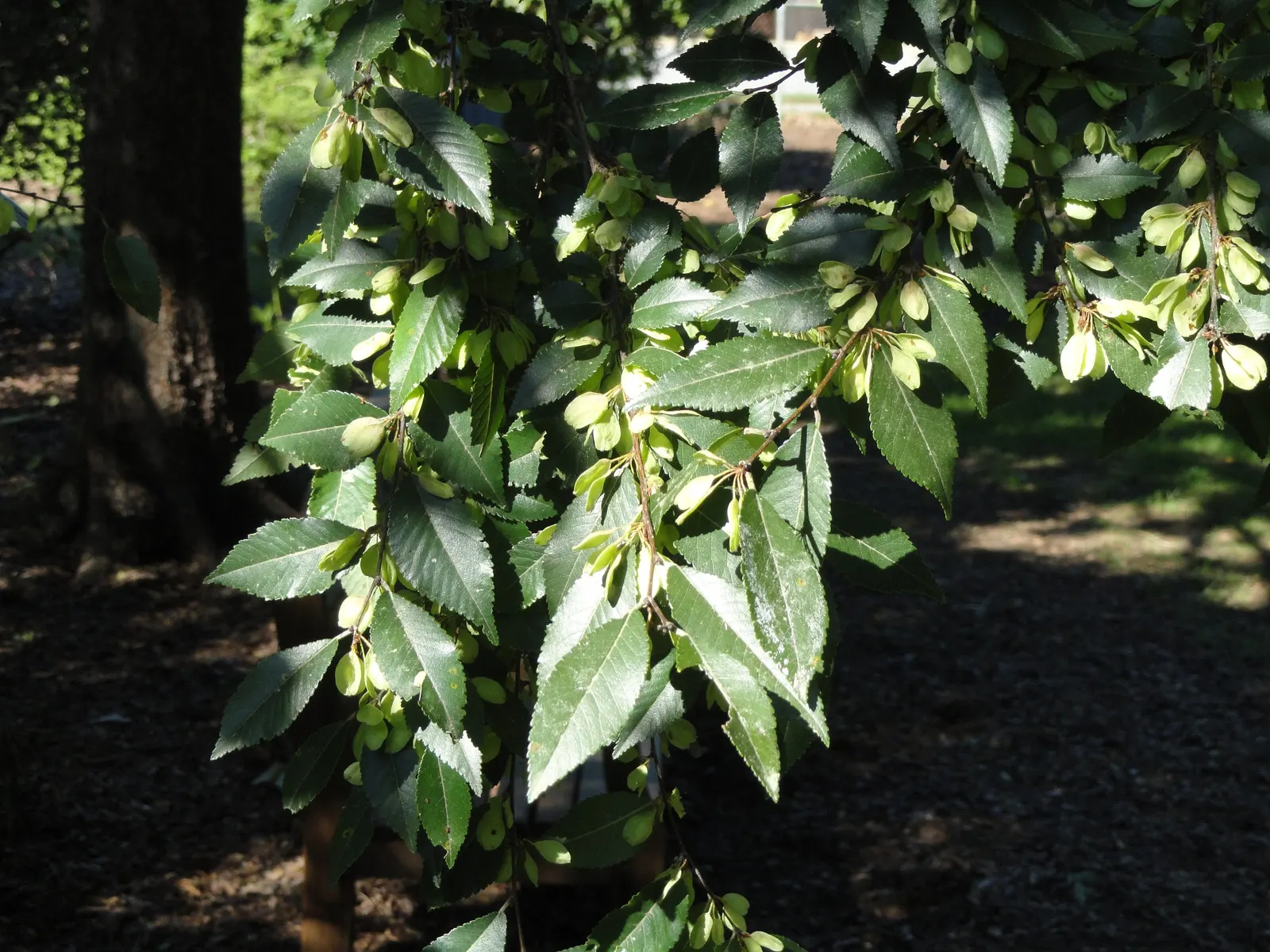 Chinese Elm (Ulmus Parvifolia) — tree with green and yellow blooms