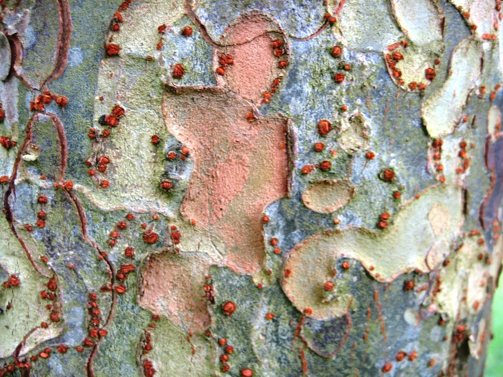Chinese Elm (Ulmus Parvifolia) — <br><br>The Chinese Elm thrives in USDA hardiness zones 5 through 9; leathery leaves are a deep