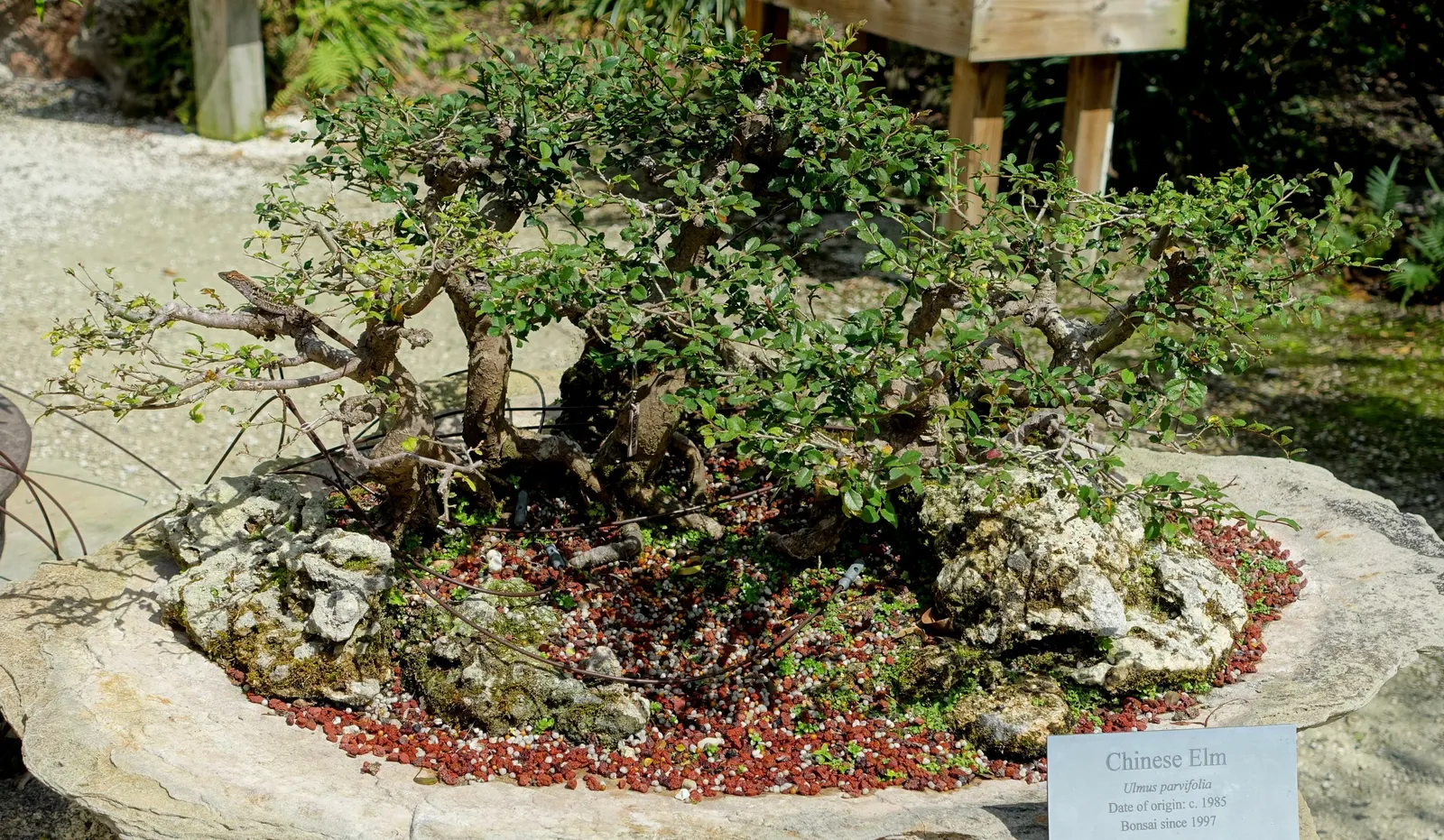 Chinese Elm (Ulmus Parvifolia) — revealing a tapestry of gray; tree for full