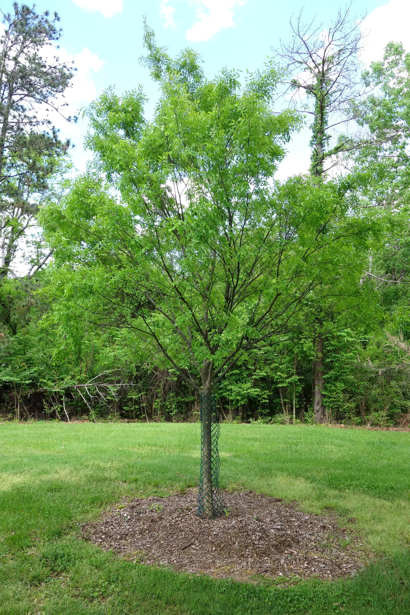 Chinese Elm (Ulmus Parvifolia) — Maturing at around 40-50 feet high with a spread of 25-40 feet, it presents a rounded canopy; rounded canopy, image 62