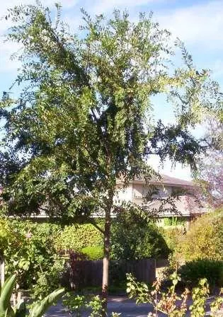 Chinese Elm (Ulmus Parvifolia) — Its leaves are small, under 3 inches long, and turn a delightful mix of red, purple, and yellow in fall