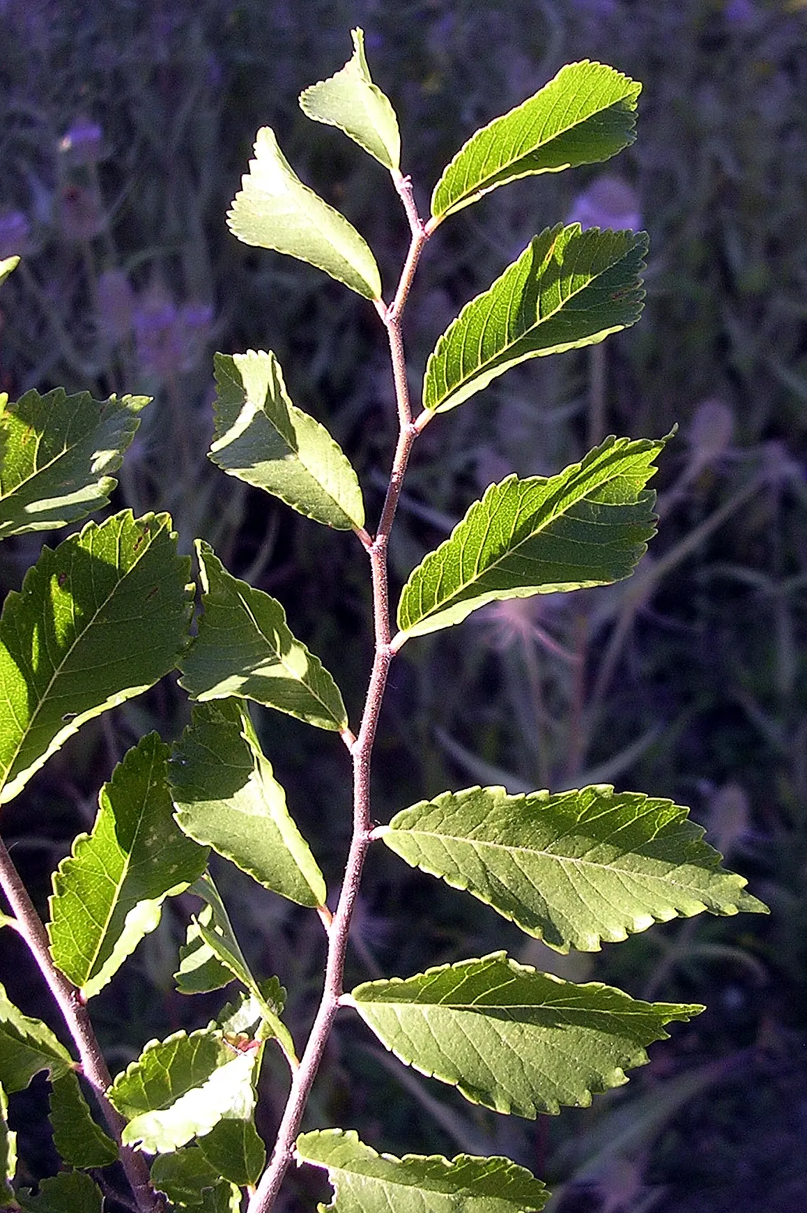 Chinese Elm (Ulmus Parvifolia) — tree for full