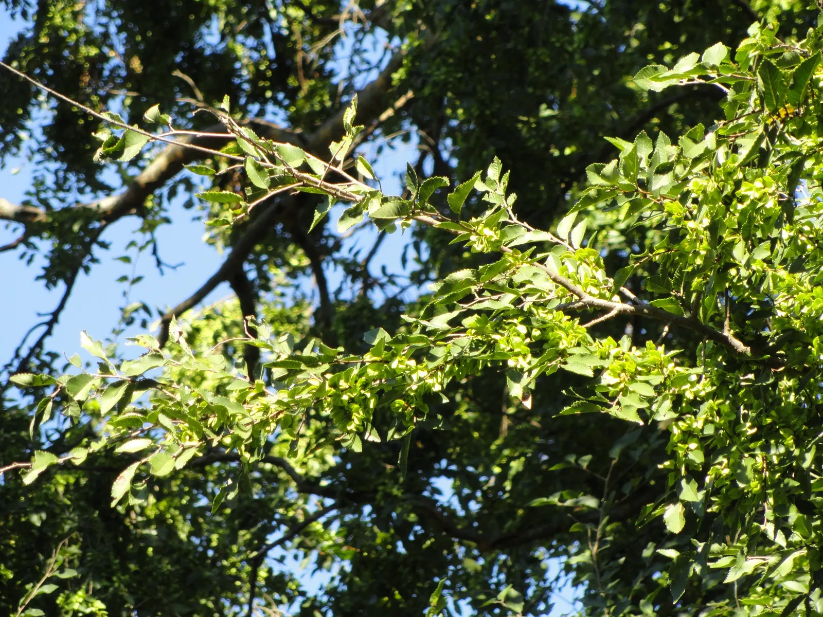 Chinese Elm (Ulmus Parvifolia) — provided the area has good drainage