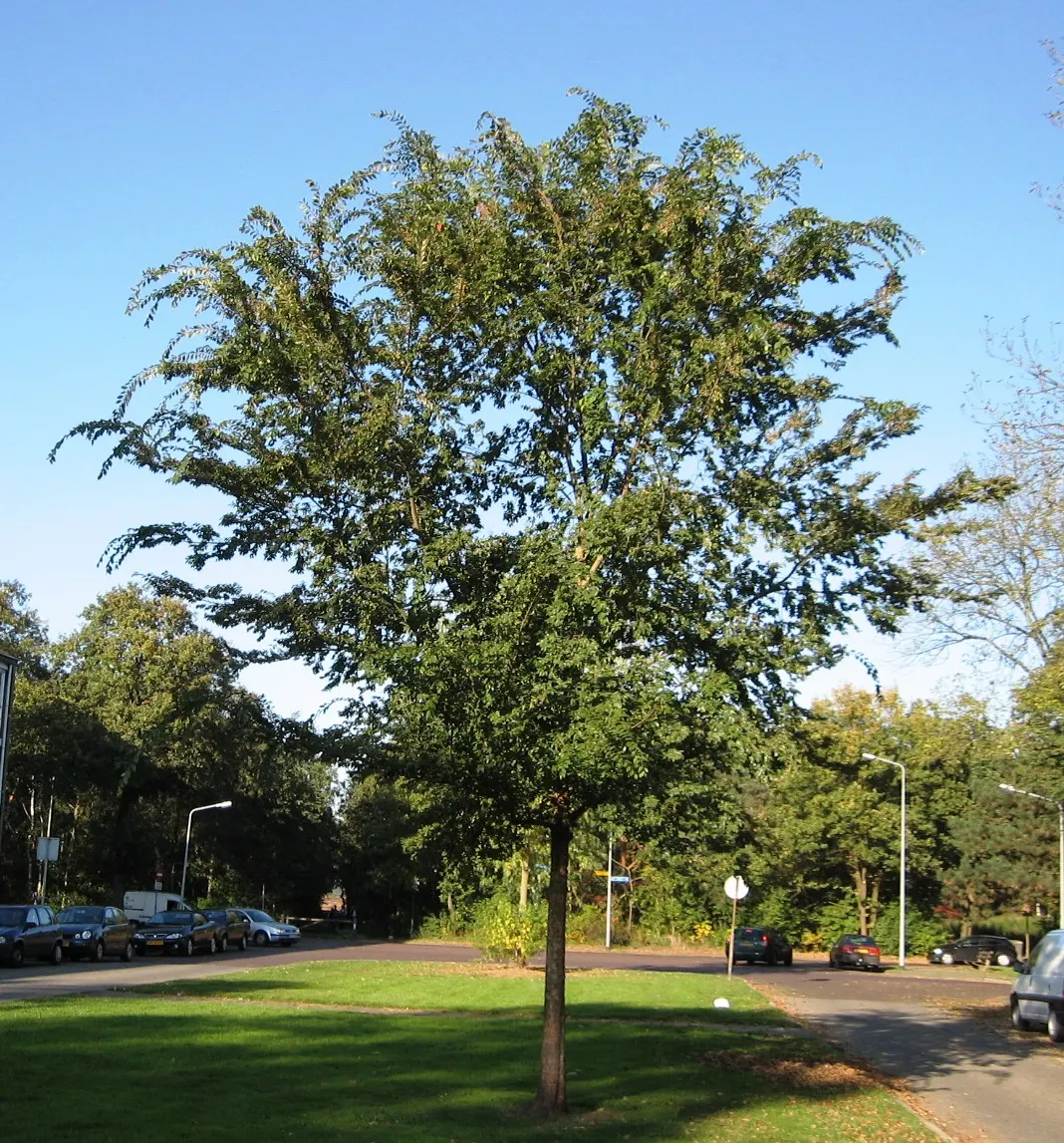 Chinese Elm (Ulmus Parvifolia) — This elm can reach a mature height between 40 to 50 feet; it is highly praised for its attractive