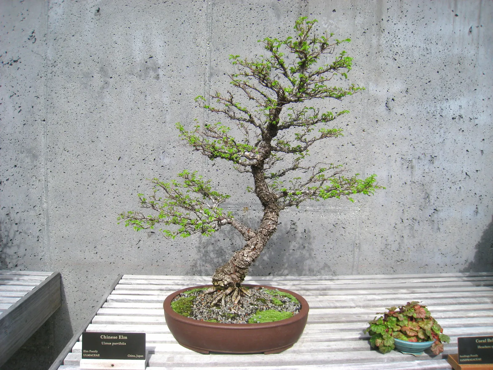 Chinese Elm (Ulmus Parvifolia) — proves beneficial for those seeking swift canopy development; mottled bark that exfoliates with age, image 83
