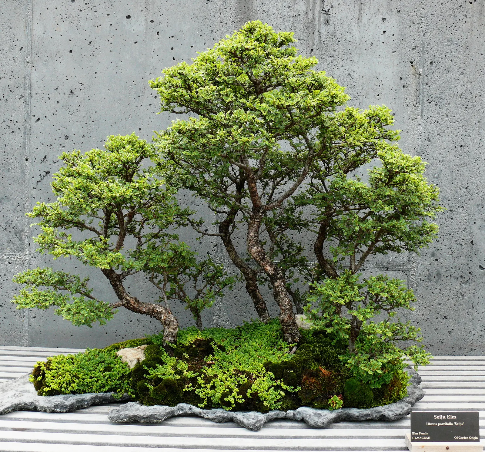 Chinese Elm (Ulmus Parvifolia) — Moderate drought tolerance is a hallmark of this species; this elm can reach a mature height between 40 to 50 feet, image 79