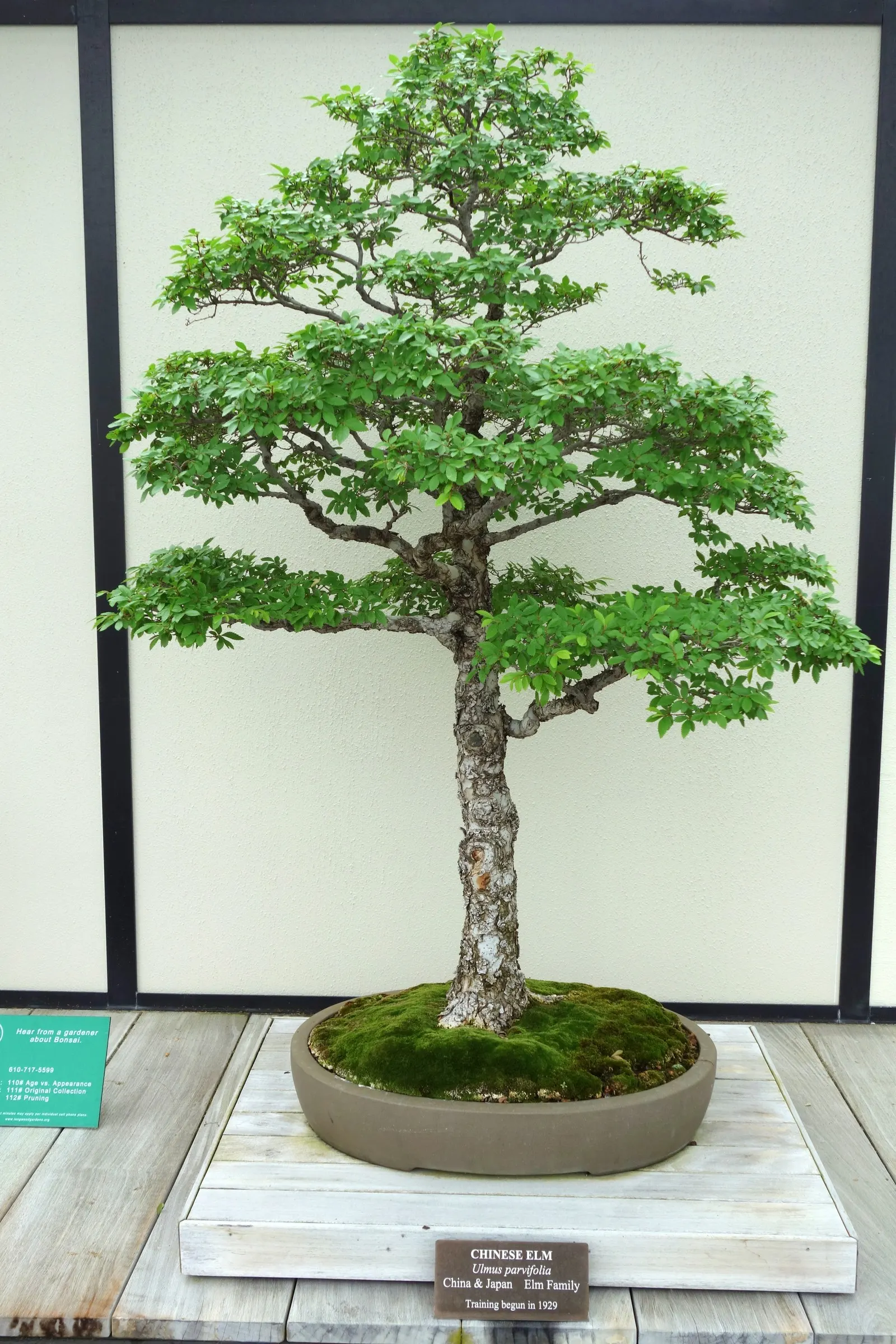 Chinese Elm (Ulmus Parvifolia) — though consistent watering can promote healthier growth; it prefers full sun to partial shade and can grow in a, image 80