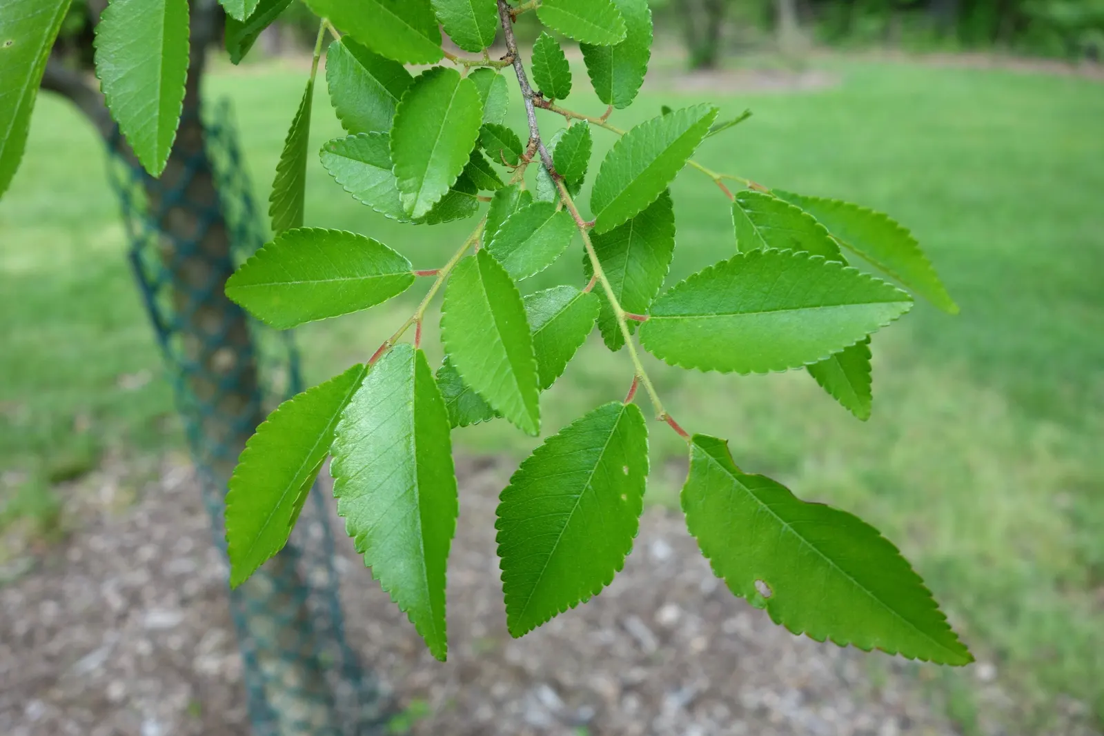 Chinese Elm (Ulmus Parvifolia) — a critical point for lasting landscape design; reaching upwards of 3 feet annually under optimal conditions