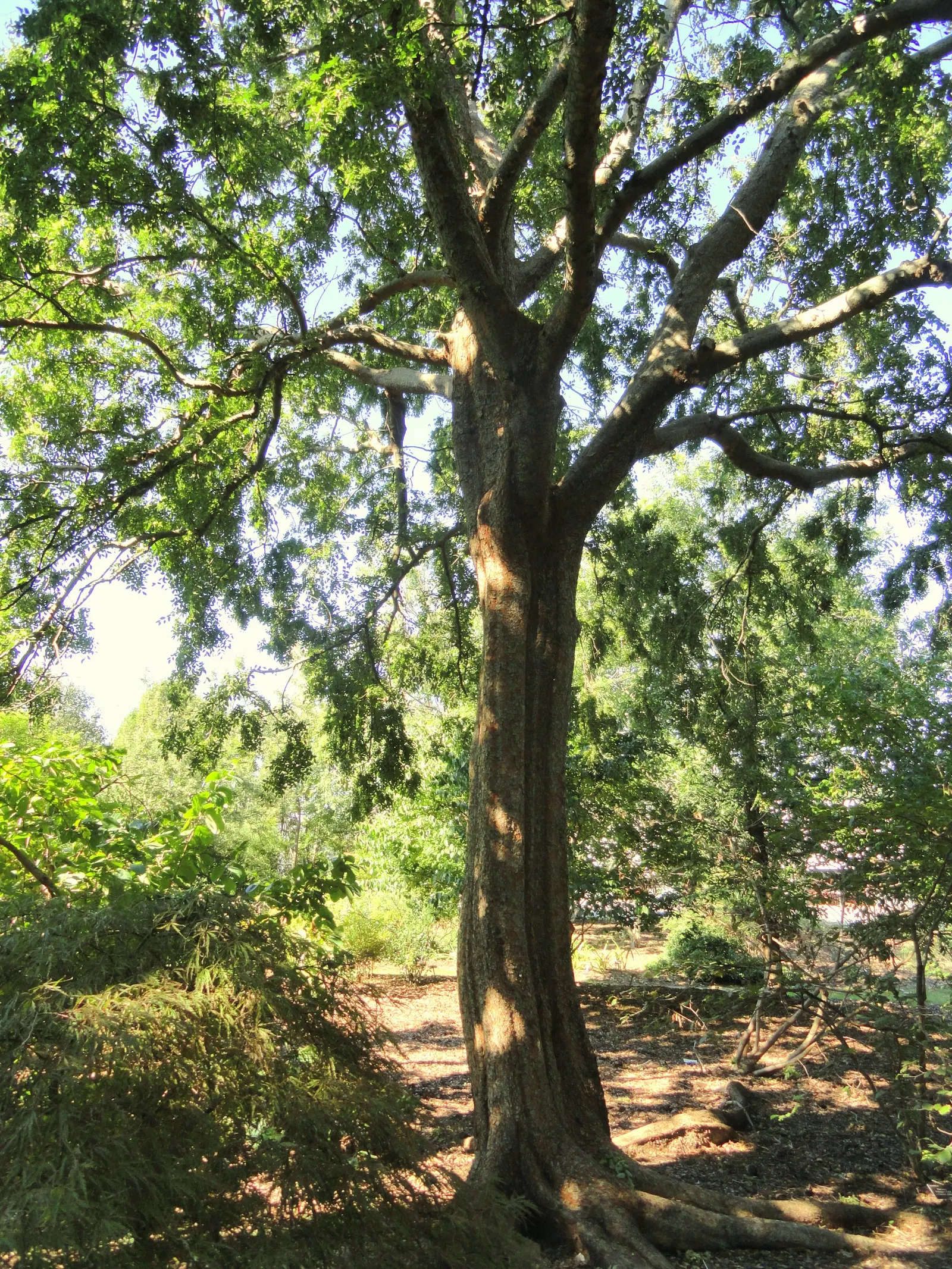 Chinese Elm (Ulmus Parvifolia) — It is highly praised for its attractive
