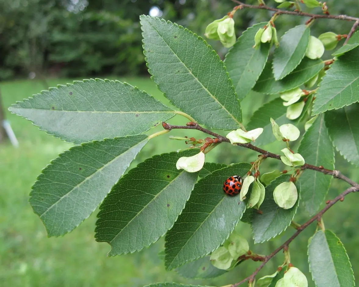 Chinese Elm (Ulmus Parvifolia) — it prefers full sun to partial shade and can grow in a range of soil types from acidic to alkaline; pruning during dormancy