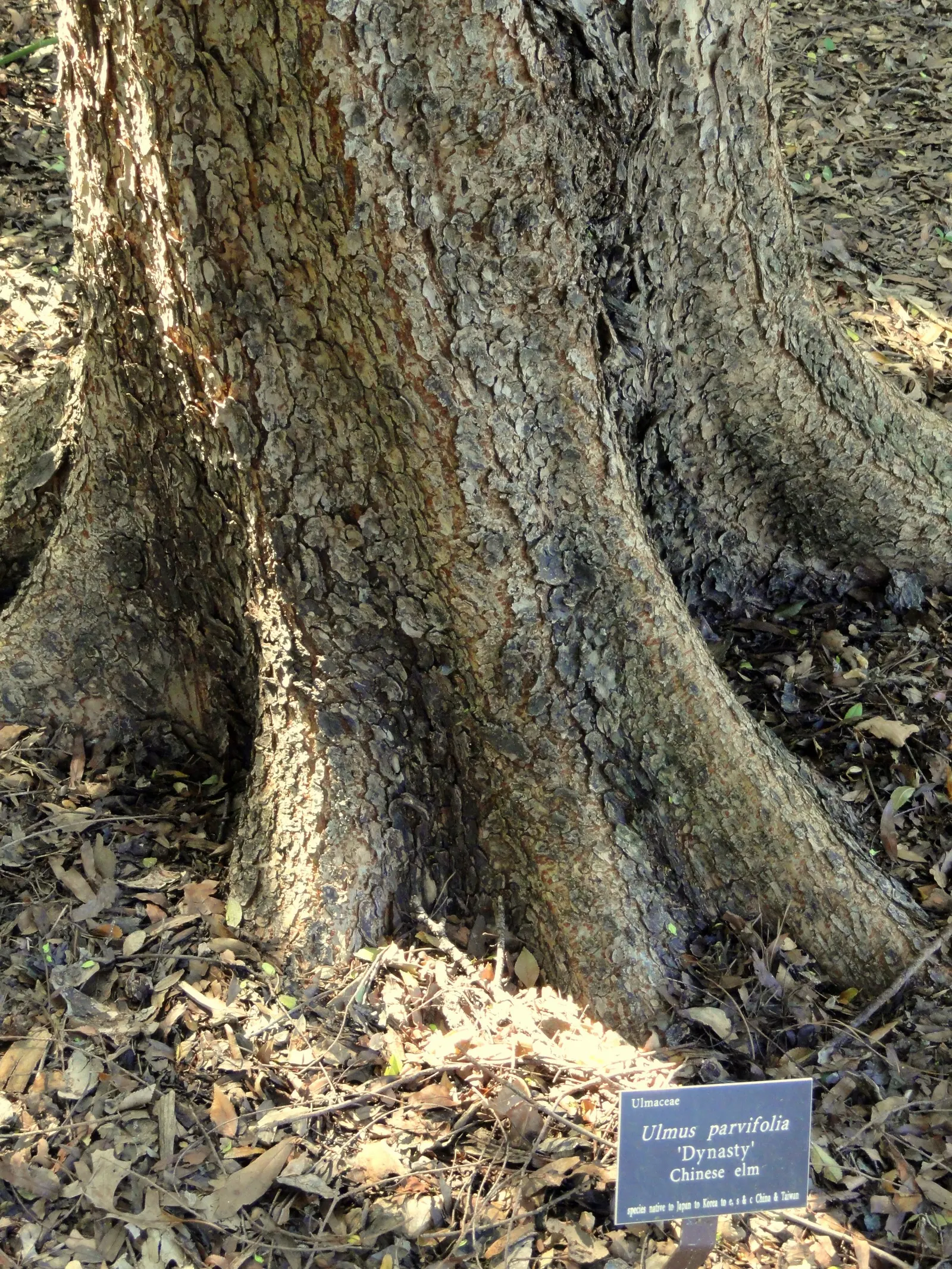 Chinese Elm (Ulmus Parvifolia) — measuring about 1 to 2.5 inches long