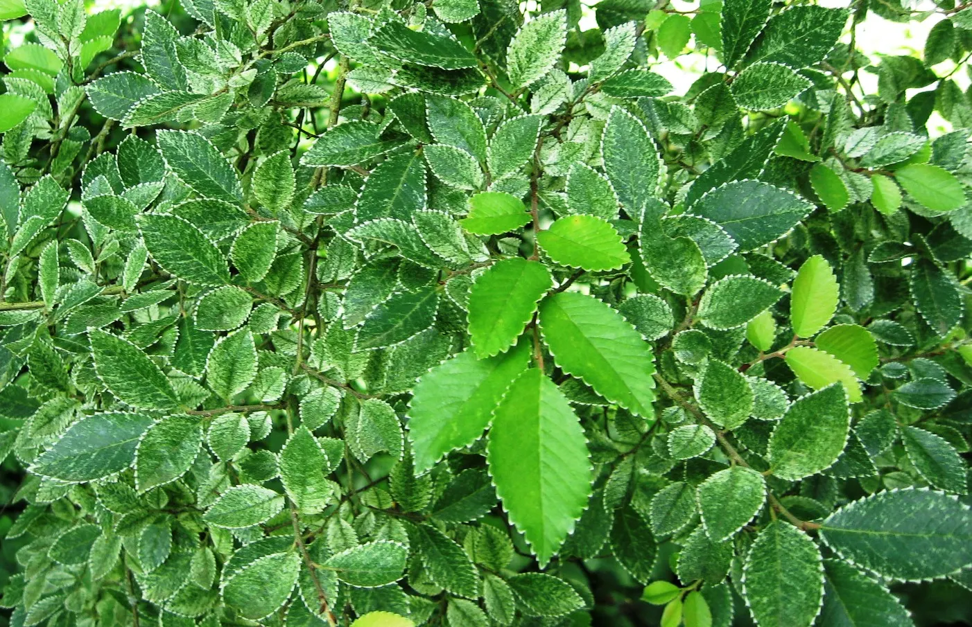 Chinese Elm (Ulmus Parvifolia) — leathery leaves are a deep; <br><br>Its rapid growth rate, image 72