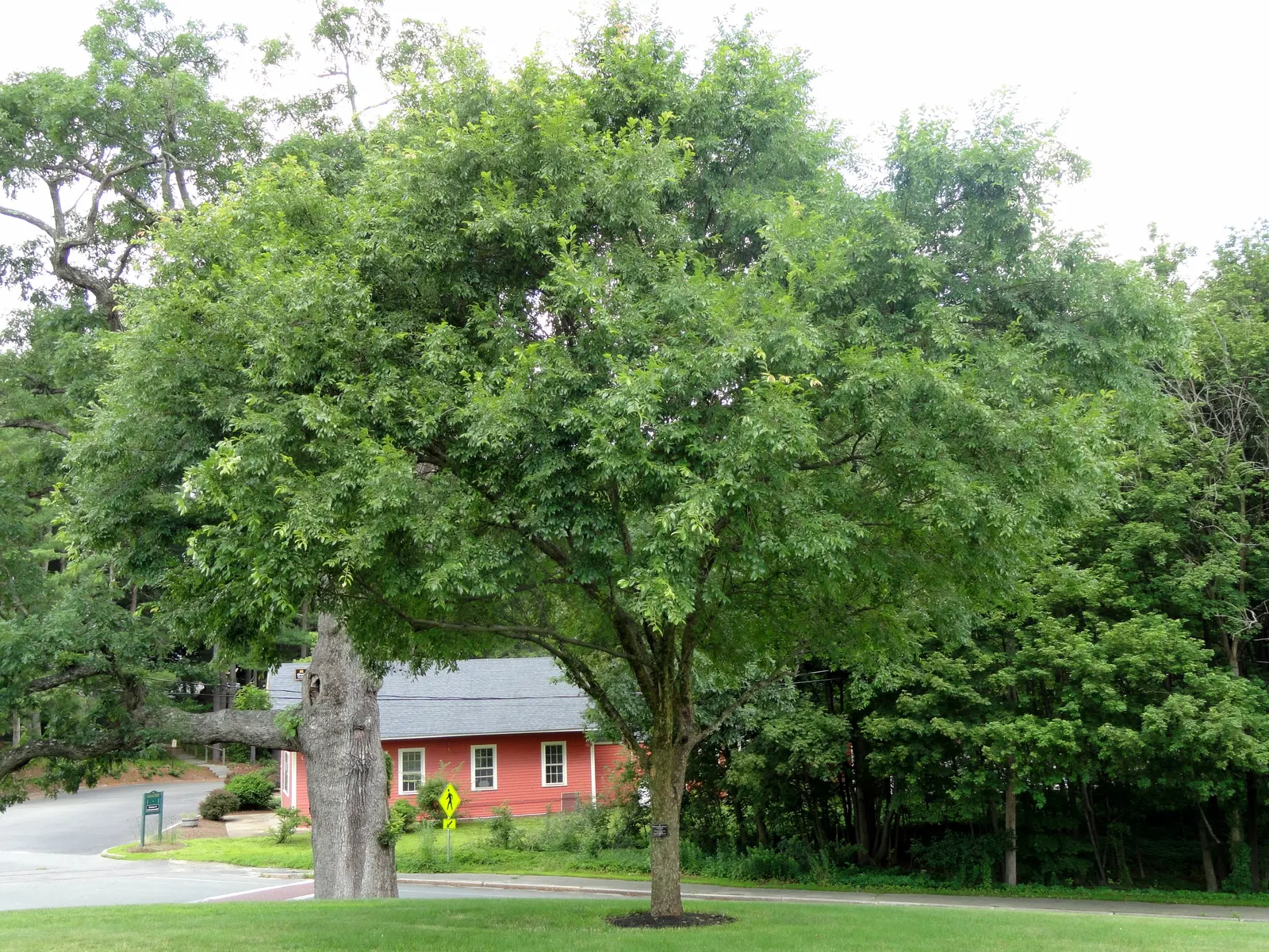 Chinese Elm (Ulmus Parvifolia) — This tree is also less susceptible to the Dutch elm disease that has ravaged many other elm species; <br><br>The Chinese Elm