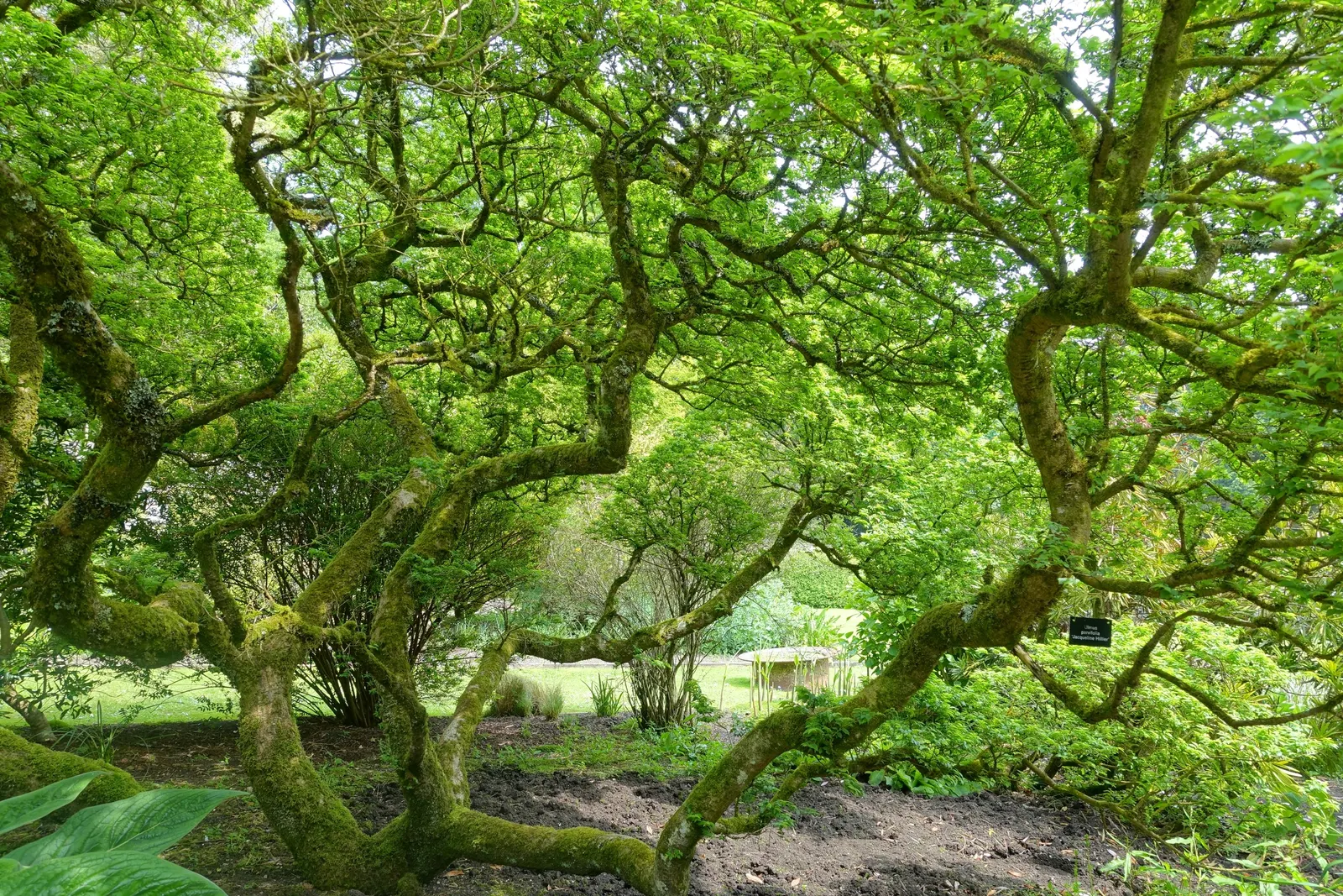 Chinese Elm (Ulmus Parvifolia) — scientifically known as Ulmus parvifolia