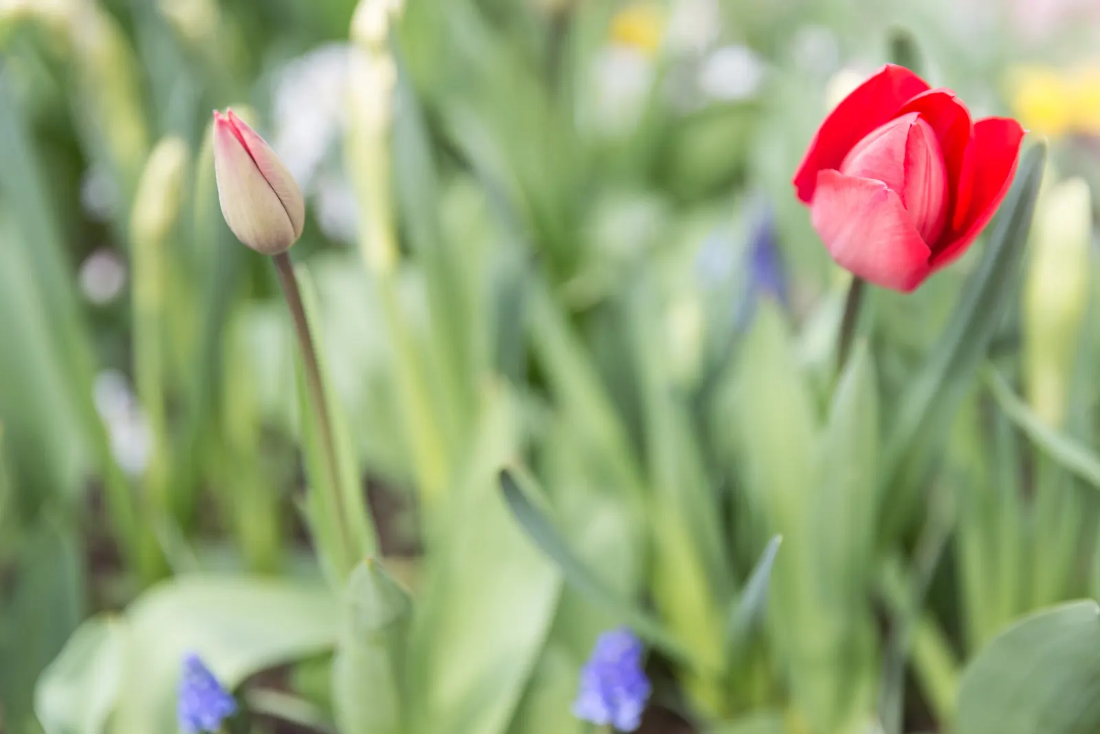 Garden Tulip (Tulipa Hybrids) — sometimes fringed flowers; garden Tulips are excellent for mass plantings, borders, or as a striking focal point, image 106
