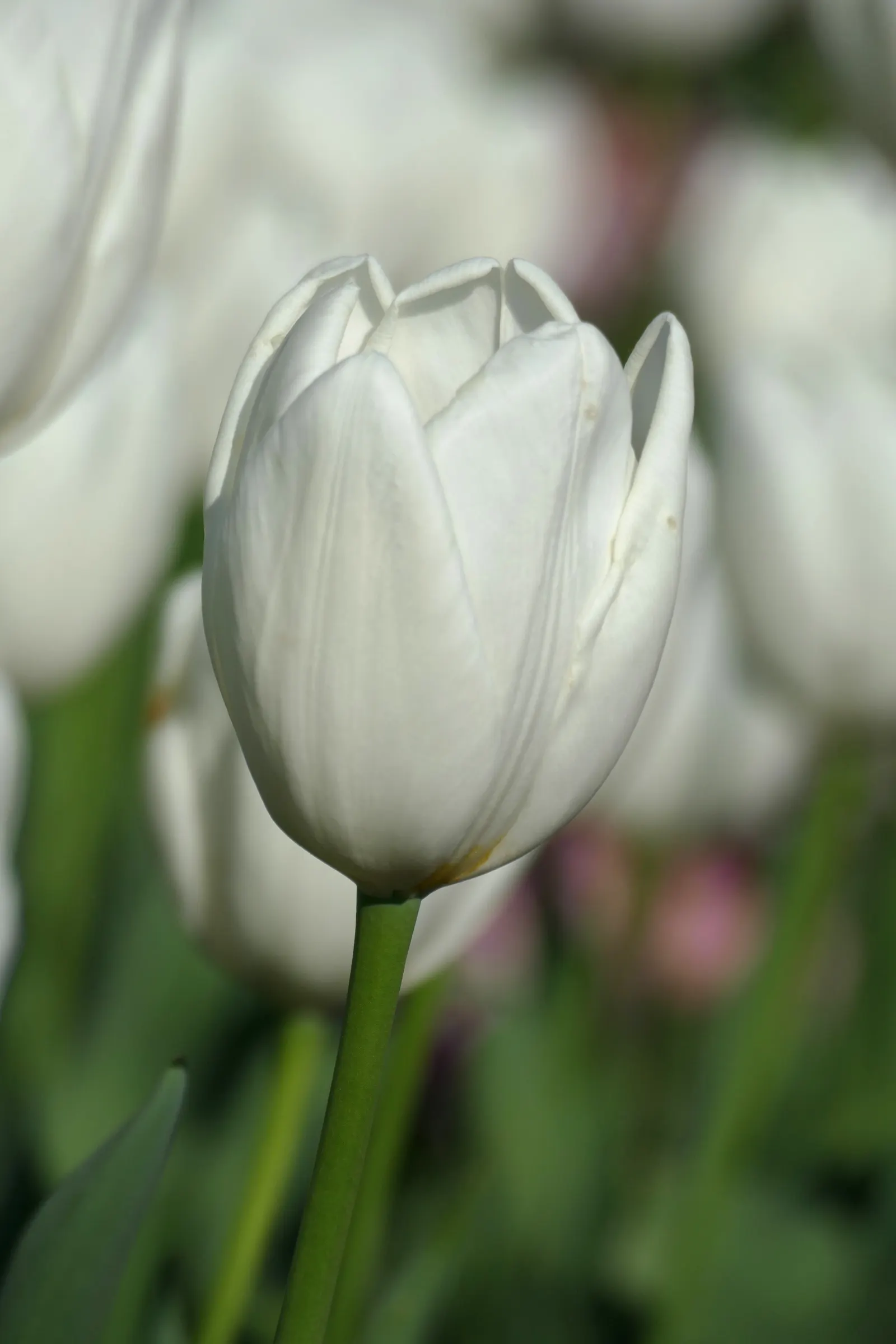 Garden Tulip (Tulipa Hybrids) — incorporating complementary plants that can sustain visual interest as tulip foliage retreats; bulb for full, image 141