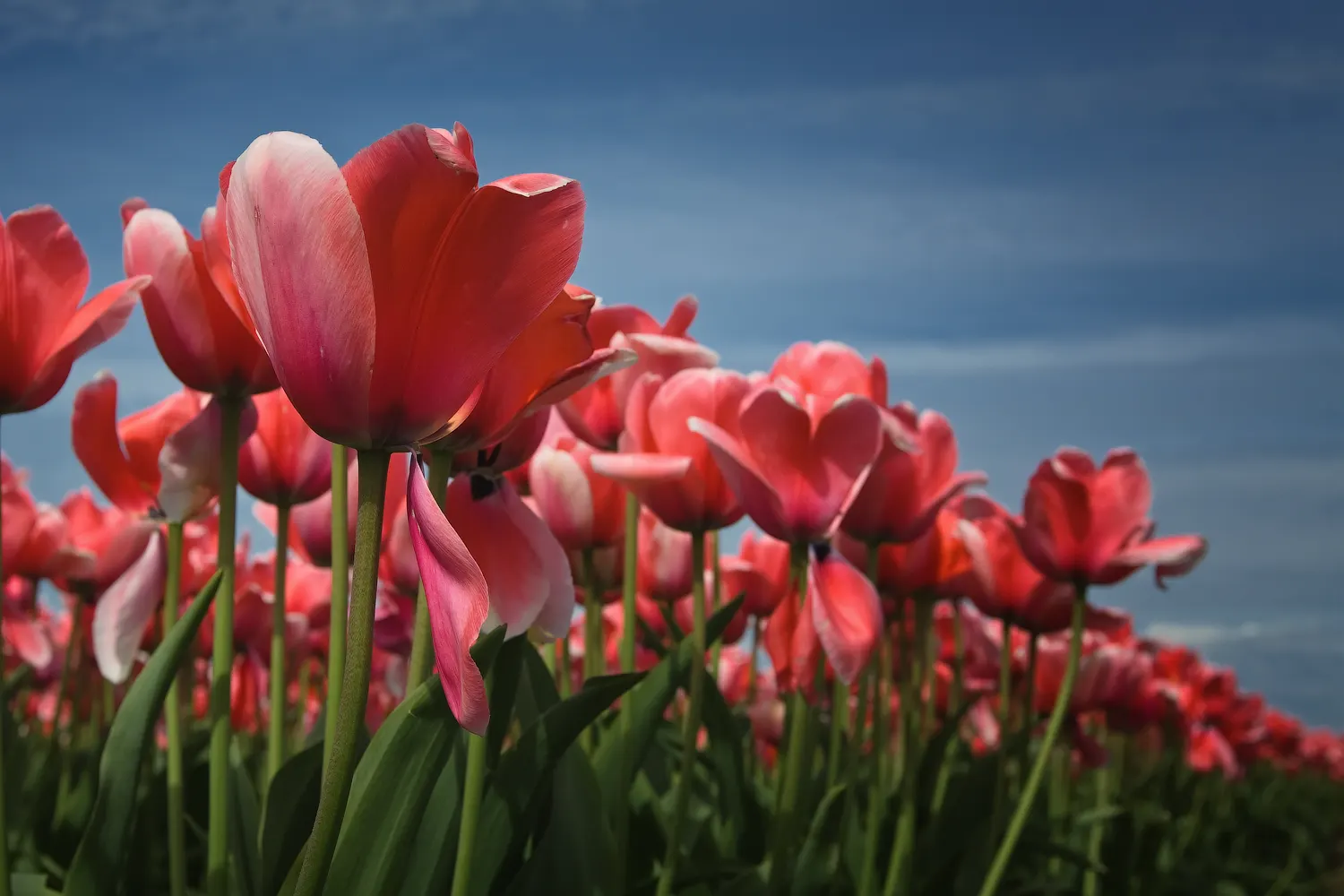Garden Tulip (Tulipa Hybrids) — making them a true centerpiece in garden compositions; bulb with multi-colored and pink blooms, image 62