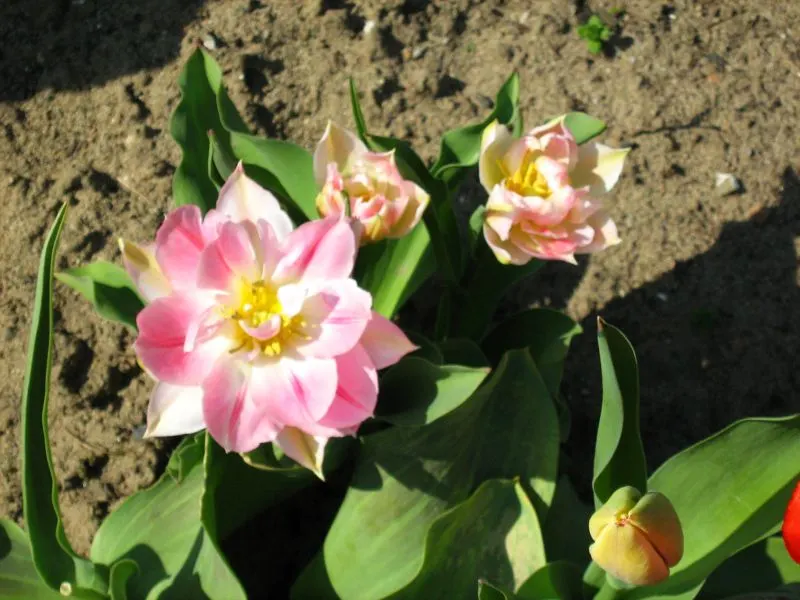 Garden Tulip (Tulipa Hybrids) — garden tulips typically reach a height of 10 to 28 inches