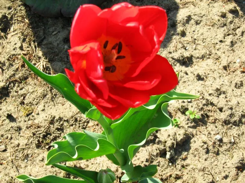 Garden Tulip (Tulipa Hybrids) — Blooming typically occurs from early to late spring; they add a burst of color and can be coordinated for thematic, image 111