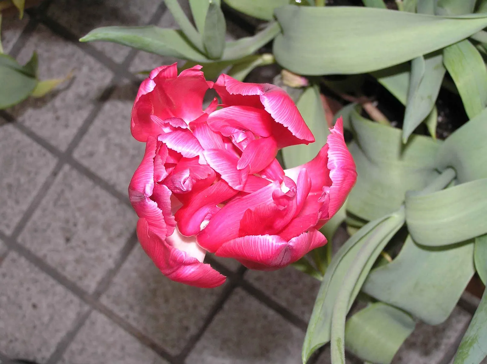 Garden Tulip (Tulipa Hybrids) — Plant in autumn for a vibrant spring display; cup-shaped blooms atop sturdy stems, image 124