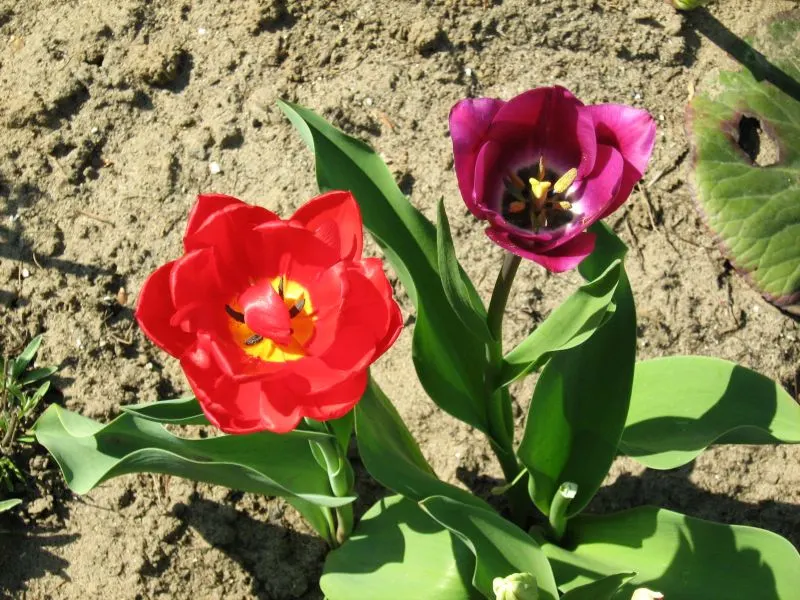 Garden Tulip (Tulipa Hybrids) — Plant in autumn for a vibrant spring display; cup-shaped blooms atop sturdy stems