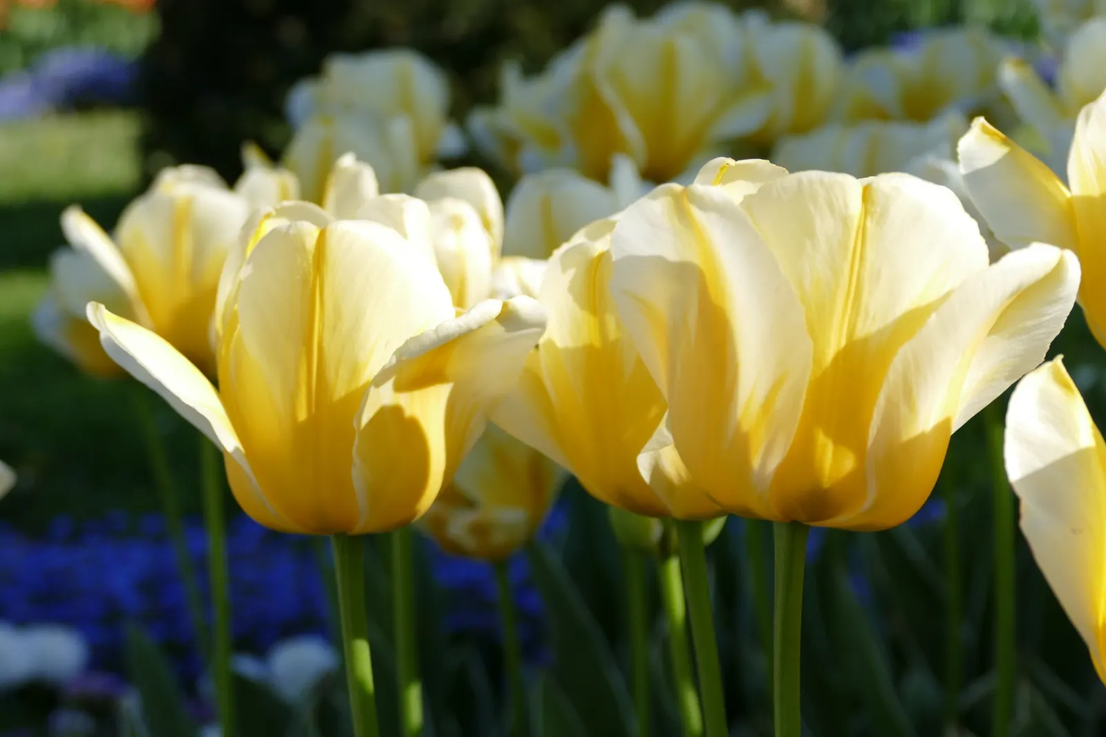 Garden Tulip (Tulipa Hybrids) — A treasure in any landscape design; multi-colored and pink flowers in the garden, image 127