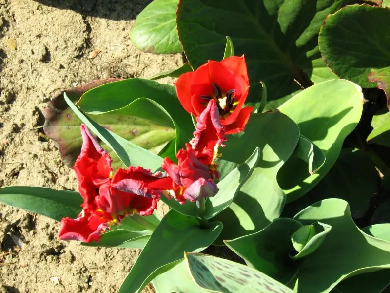 Garden Tulip (Tulipa Hybrids) — roughly 4 to 6 inches deep and 3 to 6 inches apart; landscape designs should account for the post-bloom period, image 113