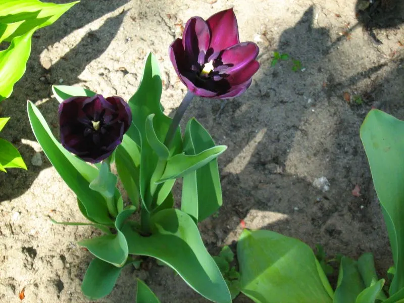 Garden Tulip (Tulipa Hybrids) — Garden Tulips are excellent for mass plantings, borders, or as a striking focal point when grouped in clusters, image 91