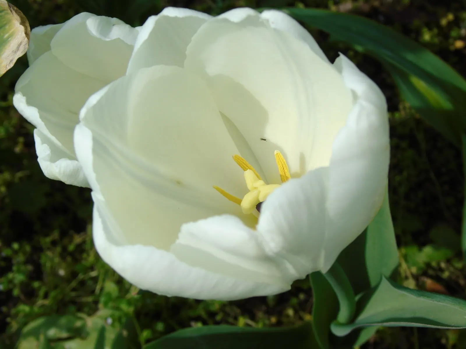 Garden Tulip (Tulipa Hybrids) — making them a true centerpiece in garden compositions; bulb with multi-colored and pink blooms, image 110