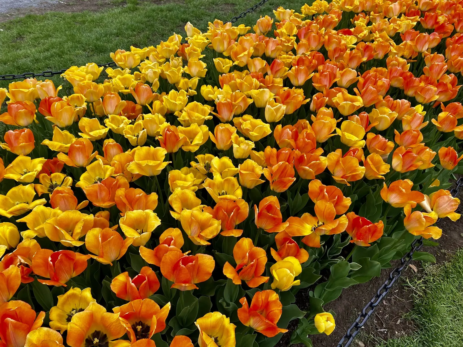 Garden Tulip (Tulipa Hybrids) — sometimes fringed flowers; garden Tulips are excellent for mass plantings, borders, or as a striking focal point, image 58