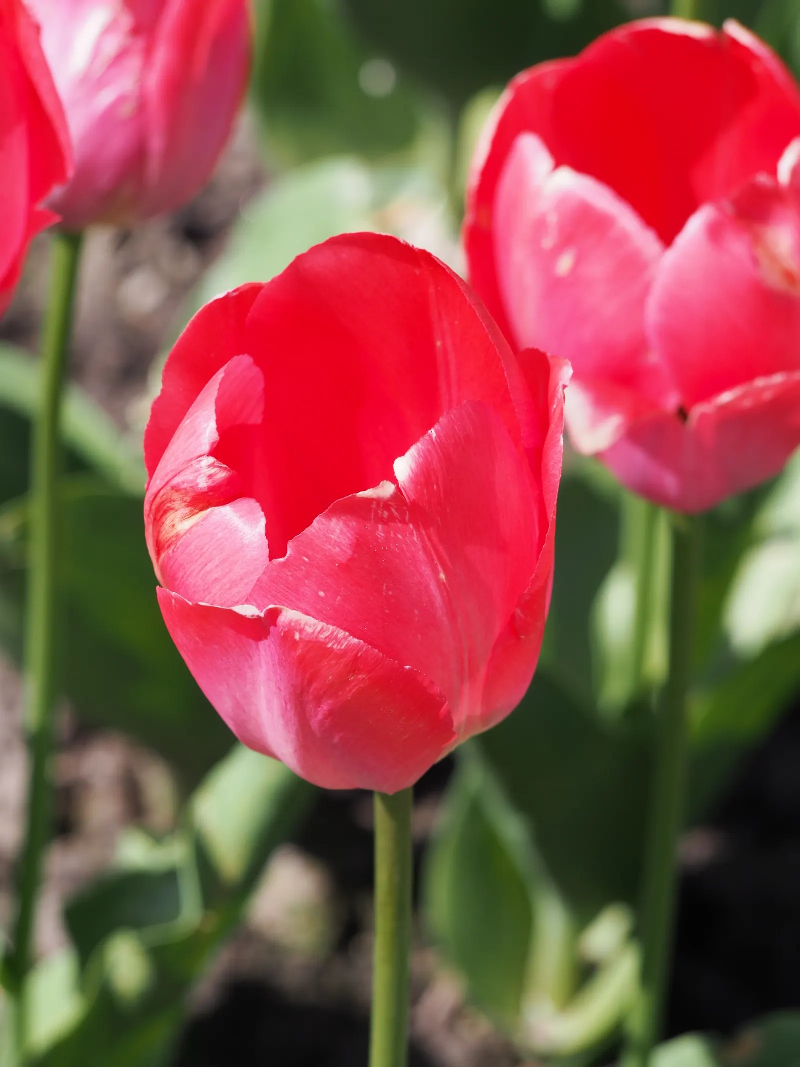 Garden Tulip (Tulipa Hybrids) — clear hues to multi-color blends and patterns